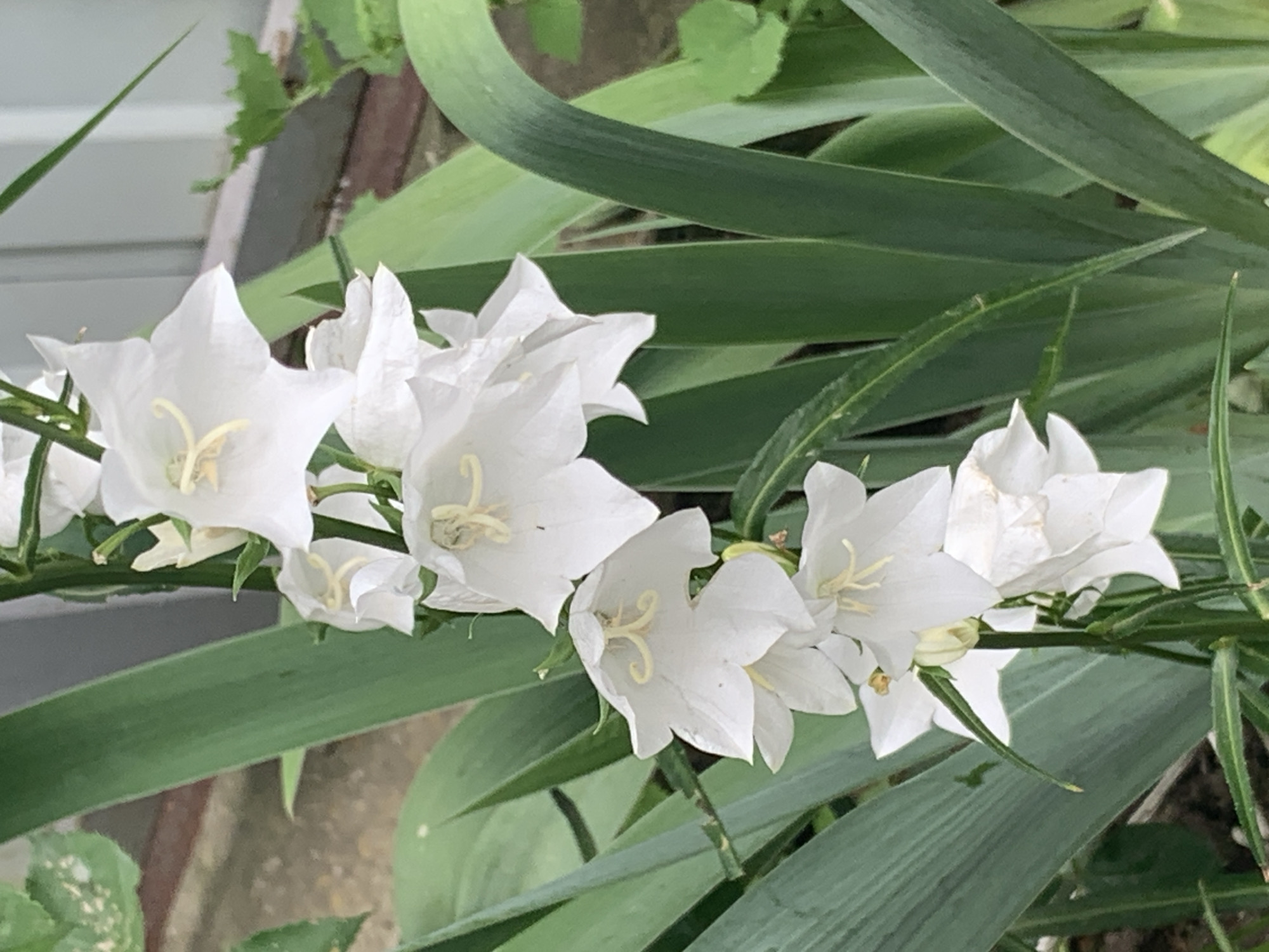 A close-up shot captures a cluster of white bell-shaped flowers, likely Campanula, against a backdrop of lush green foliage. The flowers hang downwards, their delicate petals forming a graceful cascade. The stamens, a pale yellow, are visible at the center of each bloom. The surrounding leaves are long and sword-shaped, typical of iris or similar plants, creating a dense and vibrant green contrast. The background is blurred, suggesting an outdoor setting, possibly a garden or natural landscape. The lighting is soft, highlighting the textures and forms of the flowers and leaves. The overall impression is one of natural beauty and tranquility.