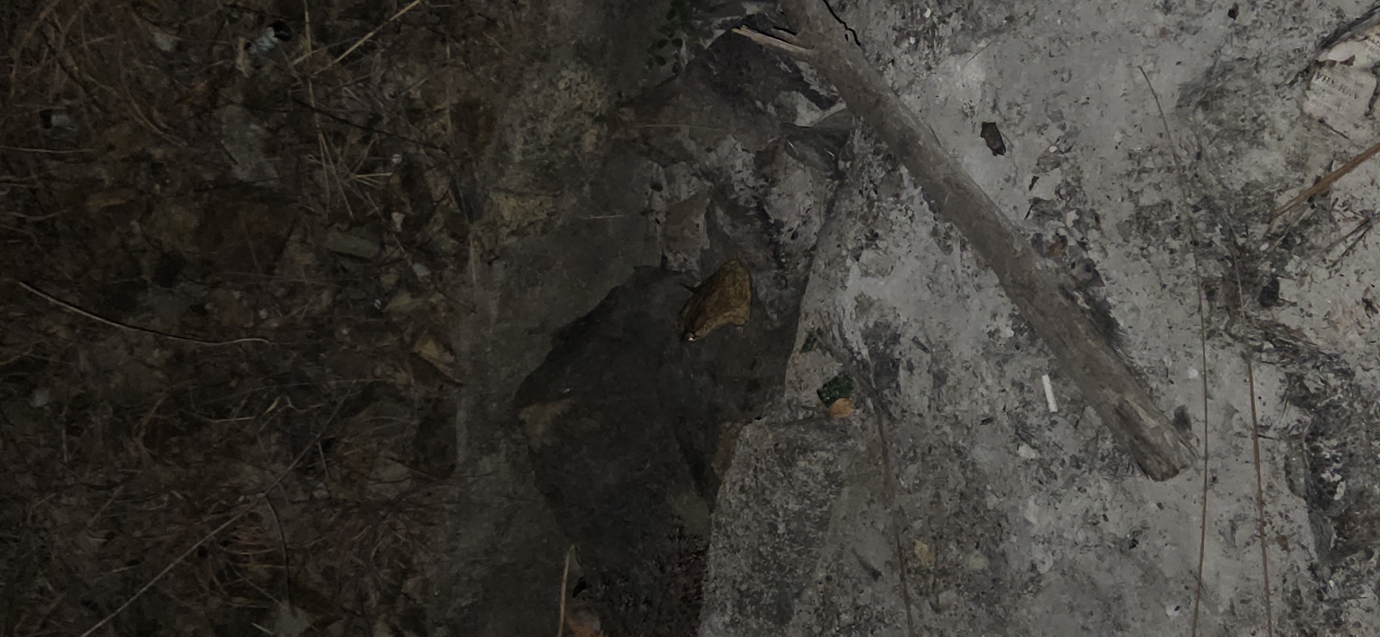 The image captures a dimly lit, ground-level scene, likely outdoors at night or in deep shade, within Bac Nha Trang Ward, Vietnam. The environment appears to be a natural or neglected area, characterized by varied textures of ground cover.
The primary subject is a large, light brown insect, possibly a moth or cicada, resting on a dark, irregular rock or surface in the central-left portion of the frame. The ground around it is uneven, composed of dark soil, scattered dry leaves, twigs, and small branches. Towards the right, a large, weathered piece of wood or branch extends diagonally across the frame.
The surfaces range from dark, earthy patches to lighter, greyish areas that resemble dust, ash, or light-colored rock. Among the natural debris, hints of human presence are evident through litter. In the upper right corner, a piece of white paper with black text is visible; the text partially reads "ANH NHA", suggesting a Vietnamese origin. Further down and slightly to the left, a small green fragment, possibly glass or plastic, and a yellowish piece of debris lie on a rocky surface.
The scene is static, devoid of human activity or explicit emotions, conveying a sense of quiet observation of a natural, slightly disturbed environment under low light conditions.