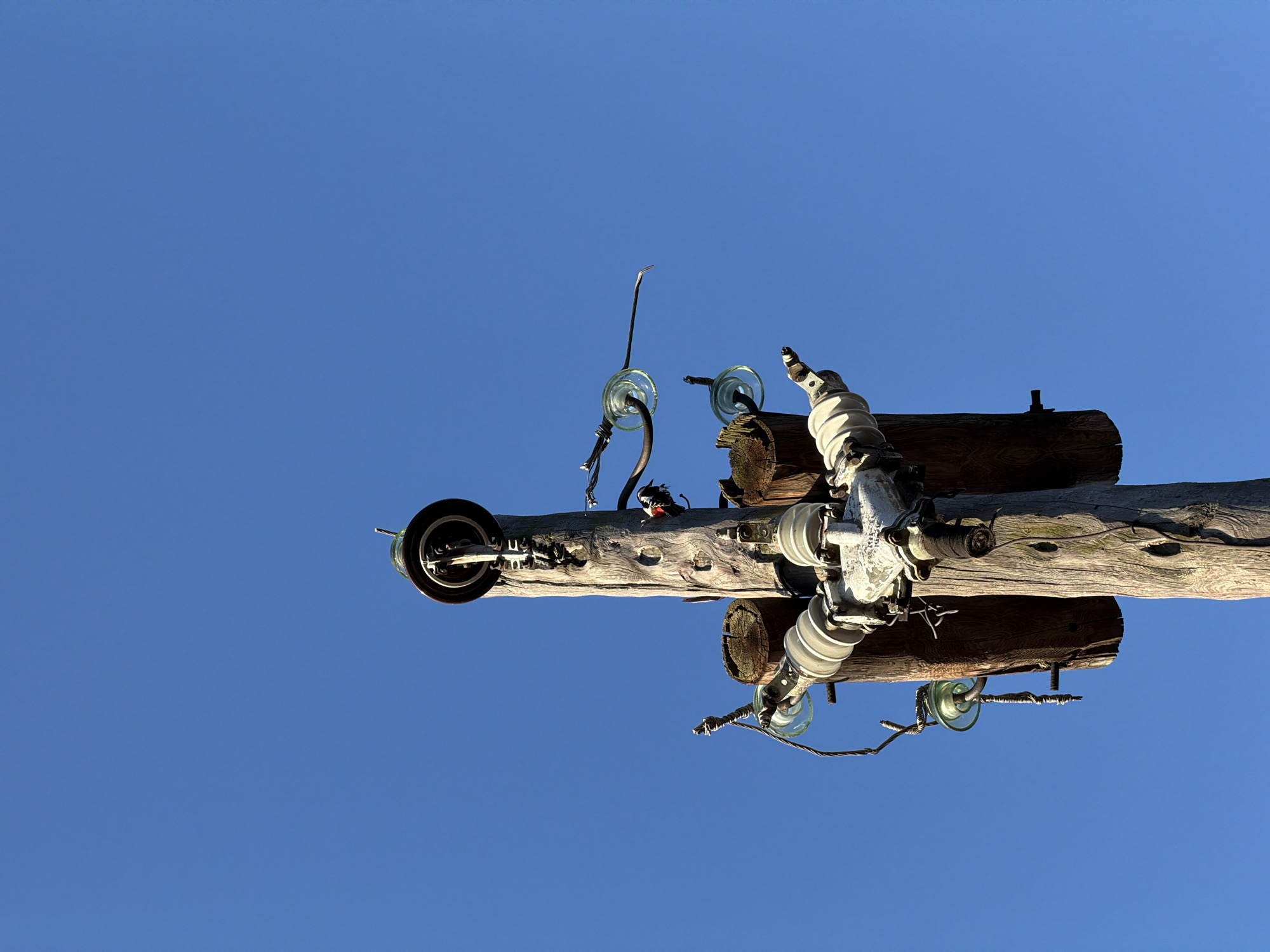The image displays a close-up, low-angle view of a section of a weathered wooden utility pole, appearing horizontally oriented against a clear blue sky. The pole is aged, showing distinct wood grain and texture.
Attached to the pole are various components typical of electrical or telecommunication infrastructure. These include several glass insulators, some clear and others with a greenish tint, holding thick black insulated wires and thinner bare metal wires. Multiple white or light gray ceramic insulators, characterized by their corrugated surfaces, are also present, secured to the pole with metal clamps, brackets, and bolts.
A small bird, identifiable as a woodpecker, is perched on the upper surface of the pole towards the left side of the frame. It exhibits characteristic black and white plumage with a distinctive red patch on its head, suggesting it is a Great Spotted Woodpecker.
The background is a vibrant, unbroken blue sky, indicating clear weather conditions. Strong, direct sunlight casts distinct shadows on the pole and its attached hardware, suggesting it is daytime, likely mid-morning or afternoon. The scene is outdoors, consistent with utility poles found in regions like Chaikovsky, Russia. There is no visible text in the image.