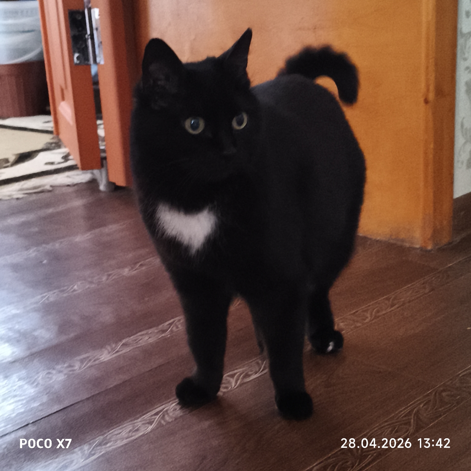 The image displays a black cat with striking green-yellow eyes, standing indoors. A prominent white patch, somewhat heart-shaped, is visible on its chest. The cat has sleek black fur and its tail is curled upwards. It stands on a patterned dark wooden floor, possibly laminate, and appears alert, looking towards the left side of the frame.
In the background, an orange-brown wooden door is slightly ajar on the left, offering a glimpse into another room or area. A matching orange-brown wall or door frame is visible on the right.
The photograph contains visible text: "POCO X7" in the bottom left corner, indicating the device used. The date "28.04.2026" and time "13:42" are stamped in the bottom right corner, suggesting the photo was taken in the early afternoon. The scene is set in Chaikovsky, Russia.