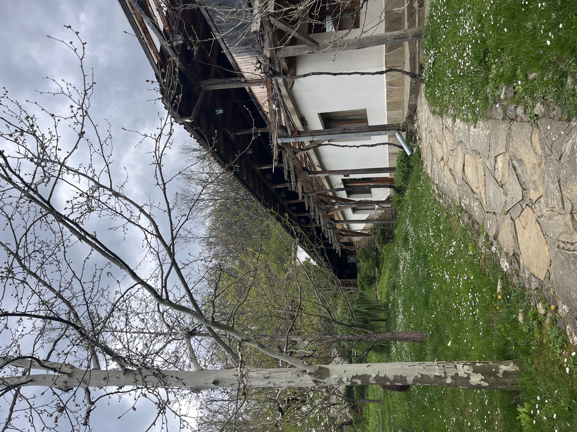 The image depicts a rustic scene in Medven, Bulgaria. A traditional, partially dilapidated building is visible, constructed with a combination of dark wood and white plaster. The building features an overhanging roof supported by wooden beams. A stone pathway runs adjacent to the building, bordering a grassy area filled with white daisies. A distinctive sycamore tree with a white, mottled trunk stands in the foreground, its branches bare except for early spring buds. The sky is overcast and grey. No people are present in the image.