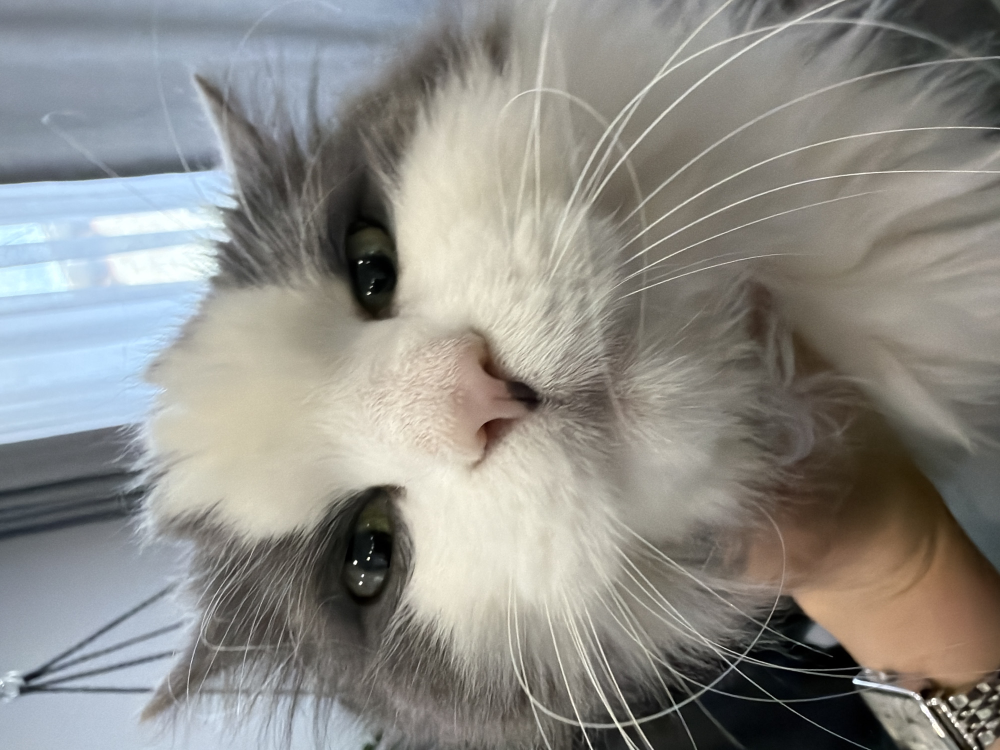 A close-up, slightly angled shot of a grey and white cat's face dominates the frame. The cat has green eyes and a pink nose, and its long white whiskers are prominent. Part of a human hand, adorned with a watch, is visible in the lower right corner of the image. In the background, a window with blinds is noticeable, though out of focus. There is no indication of the city of Chaikovsky, Russia, in this image.