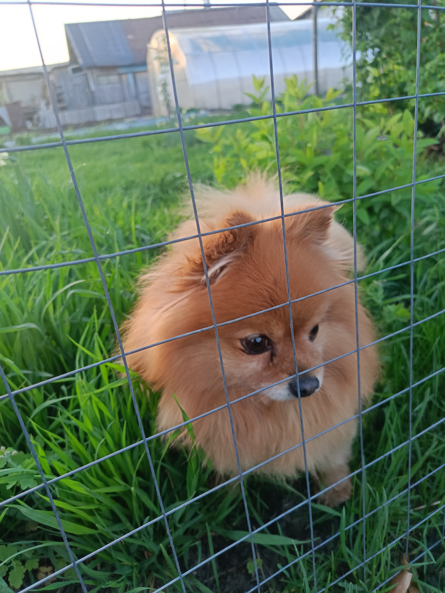 A medium-close shot focuses on a tan, fluffy dog, likely a Pomeranian, standing in green grass behind a wire fence. The dog is looking slightly to the right with its dark eyes and nose clearly visible through the fence. The grass is lush and green, suggesting a well-maintained yard. In the background, partially obscured by the fence and foliage, is a building that appears to be a greenhouse, alongside a wooden structure that might be a house or shed. The setting is a yard or garden area, presumably in a residential neighborhood, given the presence of houses and vegetation. The quality of the image is clear and focuses on the dog, making it the primary subject. The city of Chaikovsky, Russia, is not discernible from the image itself; this information would have to come from the source of the image.