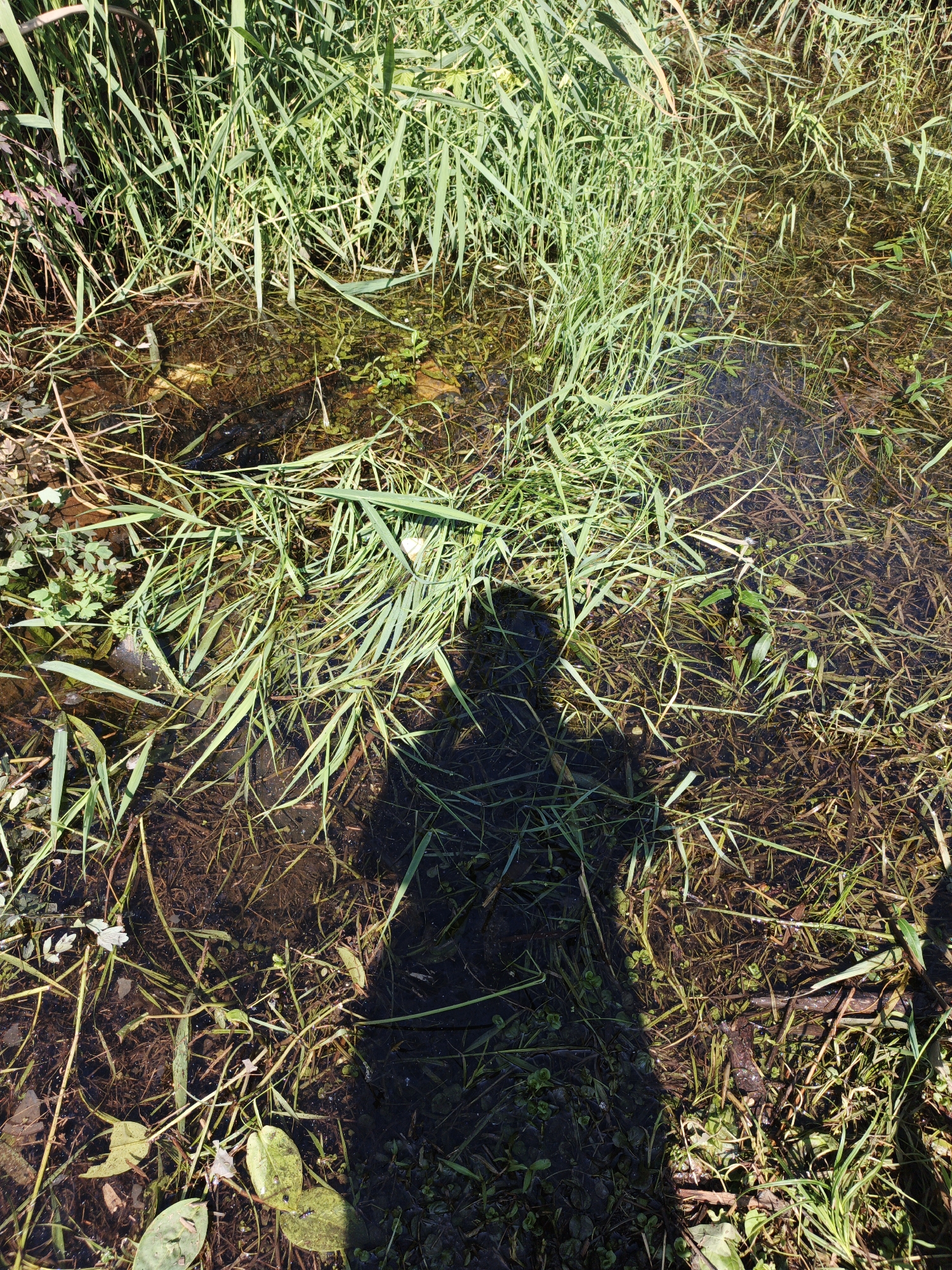The image depicts a close-up view of shallow, murky water with abundant aquatic vegetation. The water is filled with reeds, grass, and submerged plant matter. Sunlight casts shadows through the dense foliage. On the left side of the image, the dark shadow of a person is visible, indicating the presence of a photographer. The scene is likely a natural body of water within or near Kazan, Russia, such as a pond, marsh, or slow-moving stream, given the prevalent vegetation and water conditions. The overall impression is one of a sunlit, overgrown natural environment.