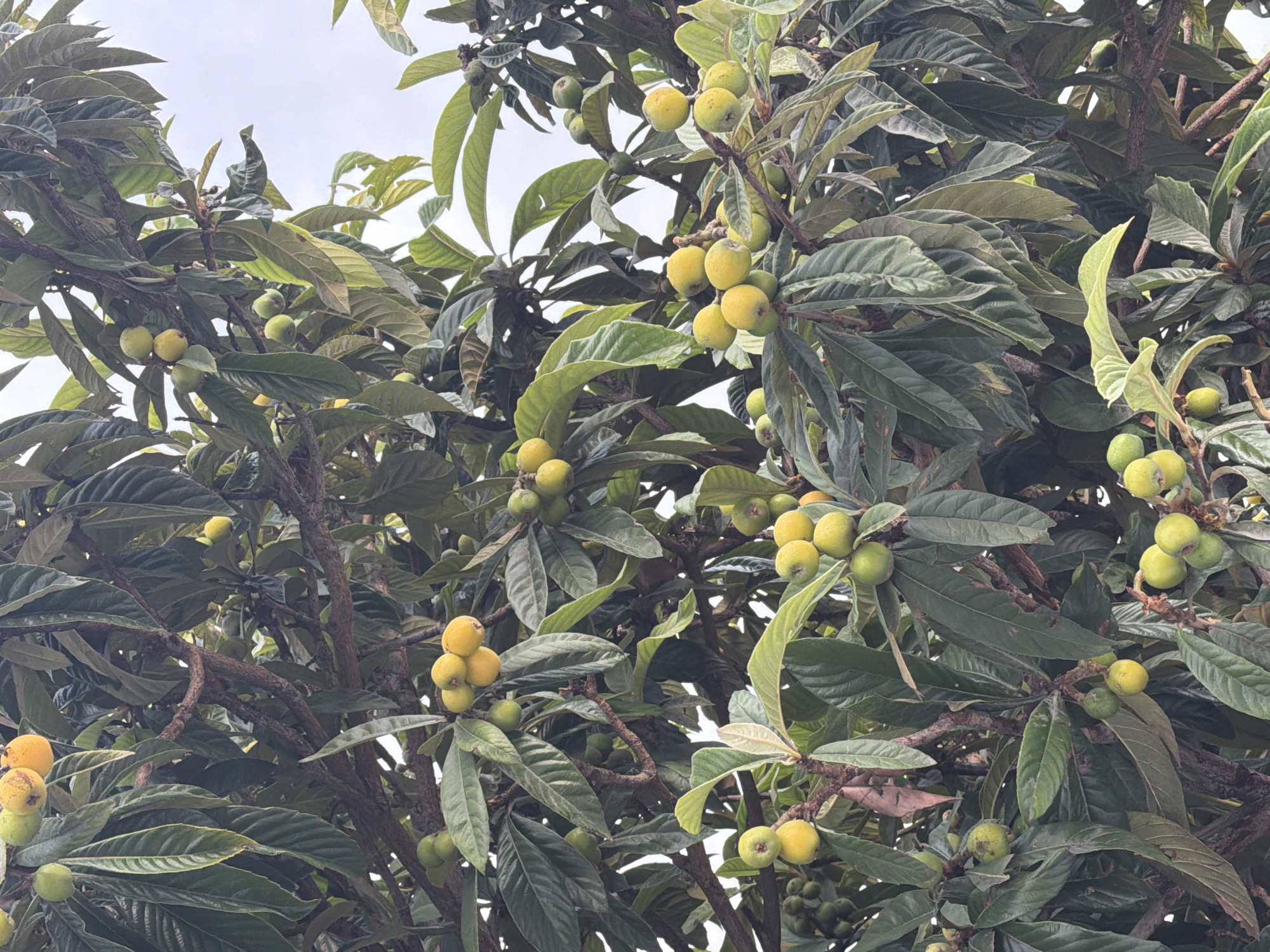 The image shows a loquat tree laden with fruit, some still green and others turning yellow. The leaves are large and lance-shaped. The sky is overcast. The location is Sochi, Russia (contextually added).