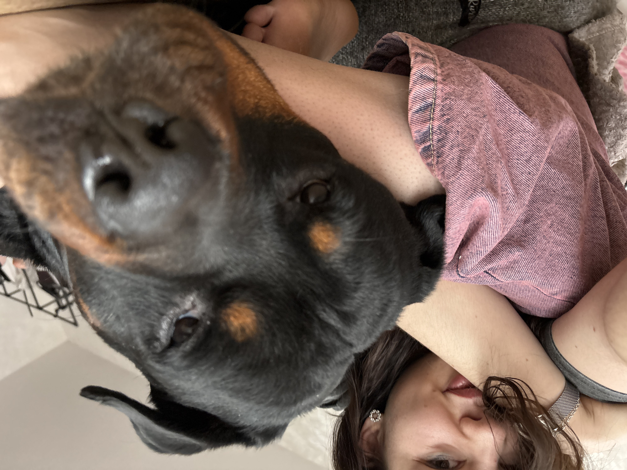 The image depicts an indoor scene in Perm, Russia, captured from a low, close-up perspective. In the foreground, a black and tan Rottweiler dog's head occupies the right side of the frame, its muzzle and nose in sharp focus and close to the camera. The dog has dark eyes, with its left eye partially visible, and its left ear is slightly raised. Its head rests on the left arm and leg of a female individual.
The female is visible on the left, partially obscured by the dog and her own arm. She has dark, medium-length hair and light skin. Her right eye, nose, and lips are visible; she appears to be looking towards the camera with a subtle smile. She wears a grey garment on her upper body and a pink, textured fabric, possibly denim, on her lower body. A metallic mesh-strap watch is visible on her left wrist, and a circular, possibly jeweled earring is present in her right ear. Her bare feet are visible towards the bottom right, tucked beneath the dog's head.
The background is largely out of focus, showing a light-colored wall with some texture. Towards the upper right, a dark, open-frame structure, possibly a clothes rack or shelving unit with hanging items, is faintly discernible. The lighting appears to be ambient, illuminating both subjects.