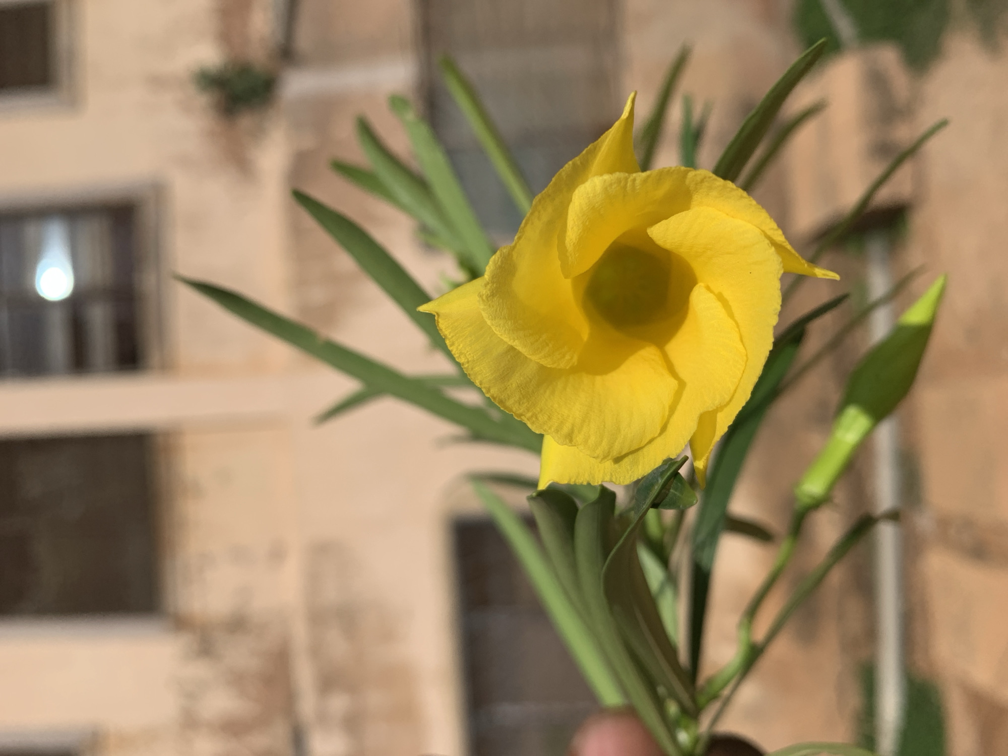 A close-up photograph shows a yellow oleander flower in bloom, with green foliage and a building in the blurred background. The flower is the primary subject, showcasing its intricate spiral petal arrangement. A bud is also visible near the flower. The background features a beige building facade with window openings, suggesting an urban environment. Based on the prompt, the location is Rafin Par, Nigeria.