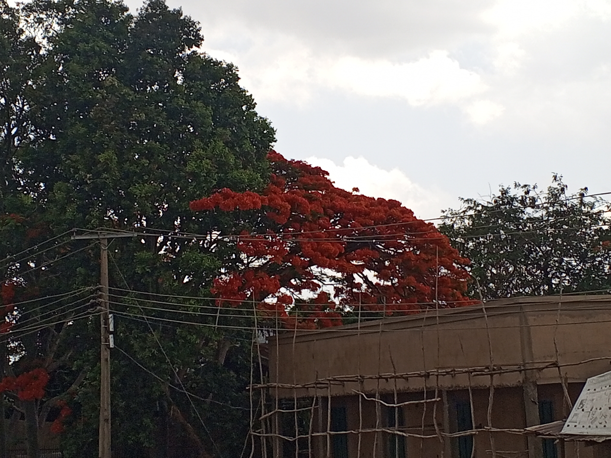 The image shows a scene in Jos, Nigeria. In the foreground, there is a building with scaffolding. Above and behind the building are trees, including one with vibrant red flowers and another with dark green foliage. Power lines run across the left side of the image, passing in front of the trees. The sky is overcast with gray and white clouds.