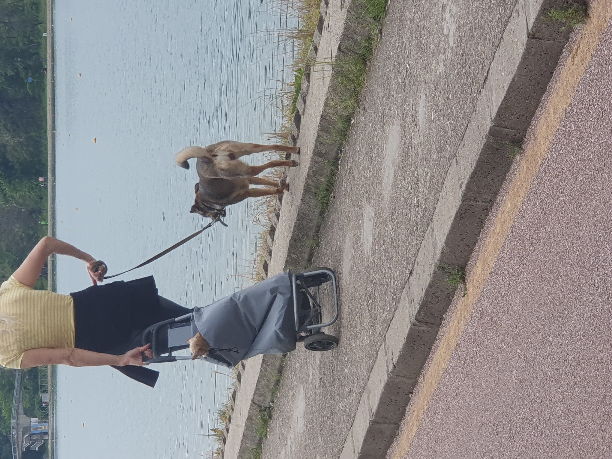 A woman is walking a dog on a leash alongside a body of water. The dog is tan and brown and appears to be looking over the edge. The woman has on a yellow shirt and black pants, and she is pulling a gray trolley bag with a small dog visible inside. They are walking on a concrete path next to the water, which appears to be a lake or river. The environment is natural with greenery along the water's edge.
The image appears to be taken on the Rowing Canal Plovdiv in Bulgaria.