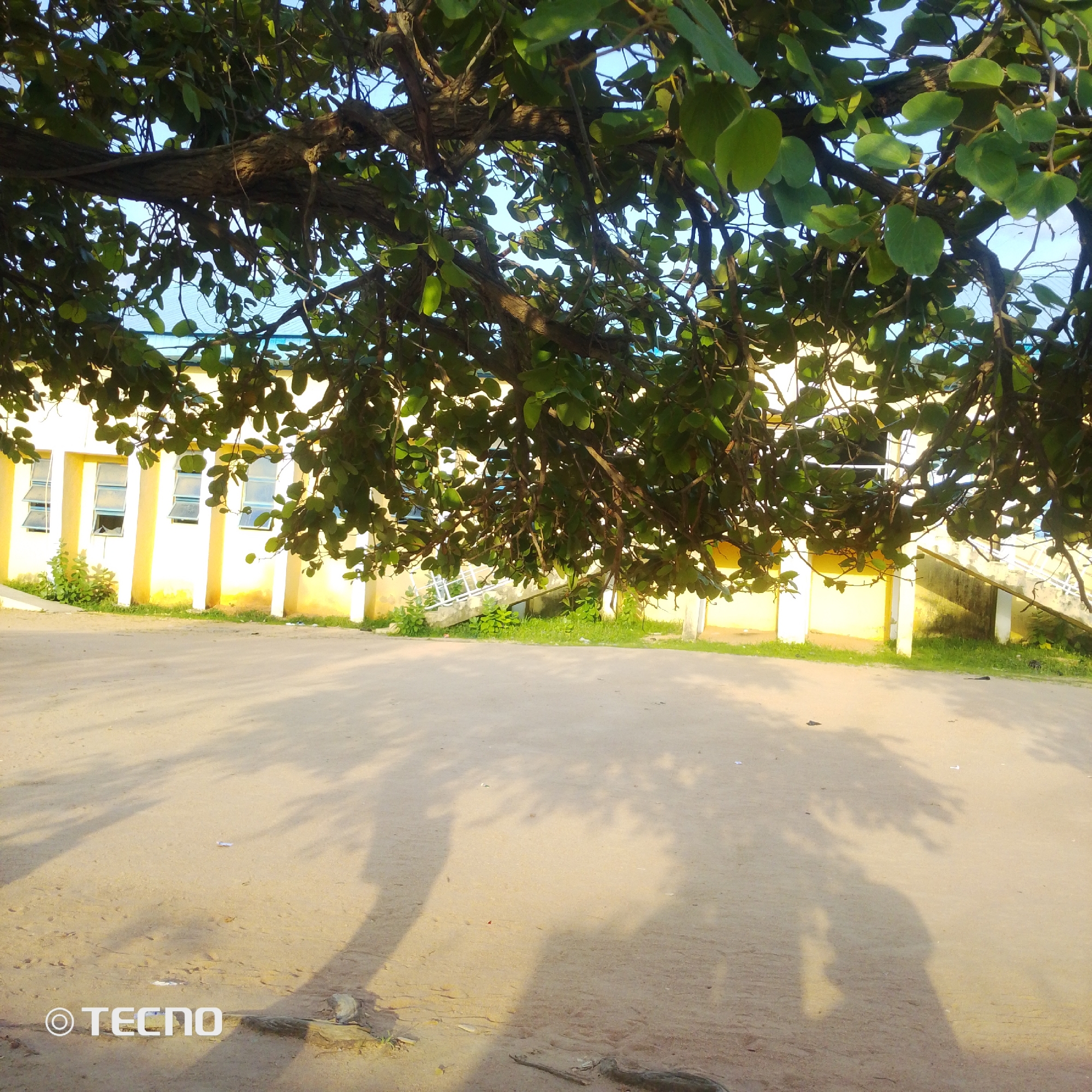 A low-angle shot depicts a dusty, sunlit courtyard in Jalingo, Nigeria, viewed from beneath the sprawling branches of a large tree. The tree's thick, gnarled branches and lush green leaves dominate the upper half of the frame, casting dappled shadows on the ground. Through the leaves, a bright blue sky is visible.
In the background, a two-story building with a light yellow facade stands prominently. The building features several windows, some of which are open, and visible structural columns. A concrete staircase with a white railing leads up to a higher level of the building on the right side of the frame. The ground in the foreground is a mixture of sand and dirt, with patches of dry grass and scattered debris. Long, distinct shadows of the tree and its leaves stretch across the courtyard, indicating it is likely late afternoon. The sunlight is warm and bright, suggesting a clear, dry day.
A watermark in the bottom left corner reads "© TECNO". No people are visible in the image. The scene conveys a sense of tranquility and everyday life in an outdoor setting.