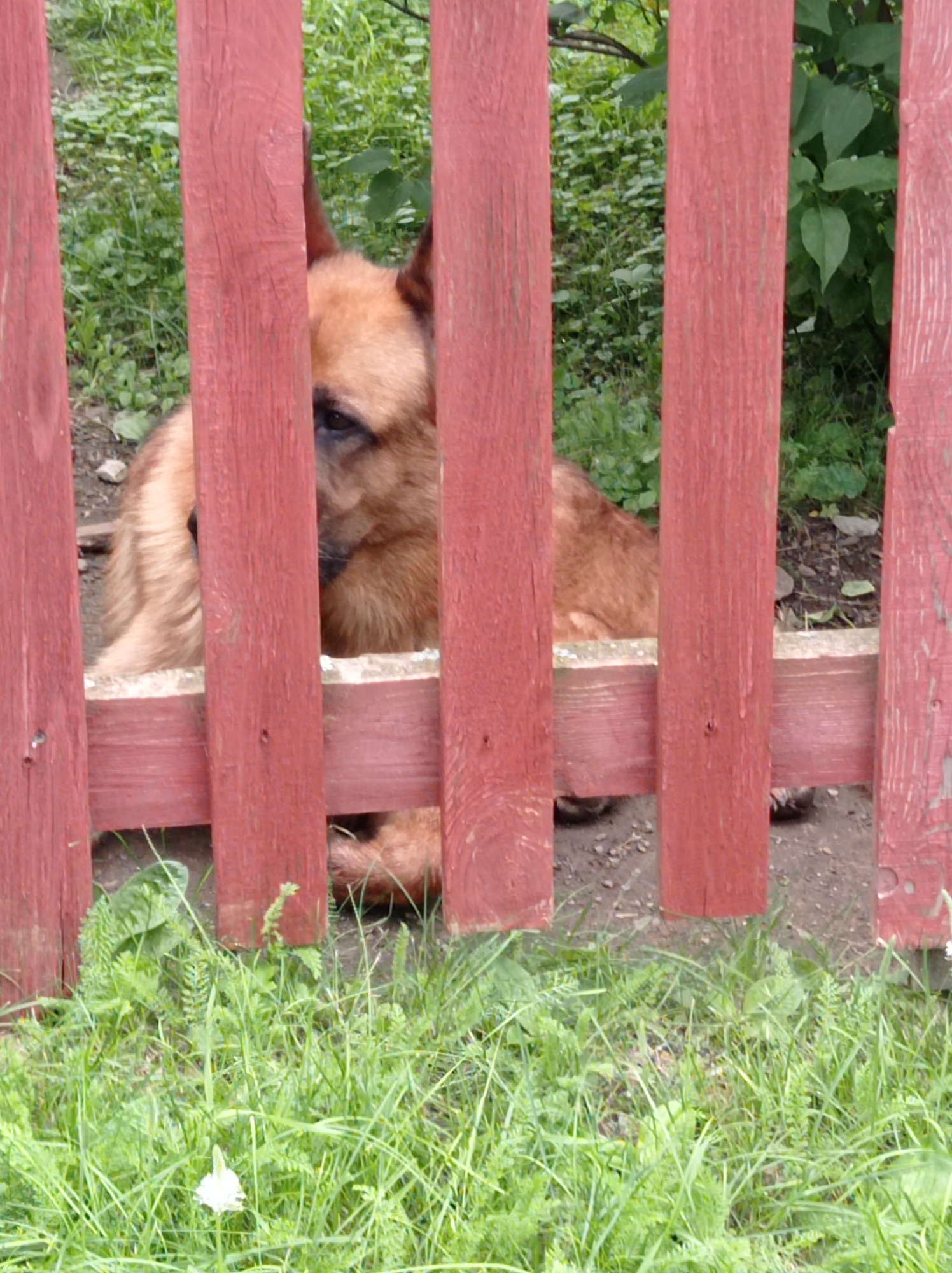 An adult German Shepherd dog is partially visible behind a red wooden fence. The dog's head and part of its body are visible through the gaps in the fence. The dog has tan and brown fur and appears to be looking to its left. The fence is made of vertical wooden planks painted red. In the foreground, there is green grass and some small white flowers. In the background, there is more greenery and some dirt. The scene is outdoors, suggesting a backyard or a yard area. The location is identified as Degtyarsk, Russia, which implies an outdoor setting in a residential or semi-rural area within that city.