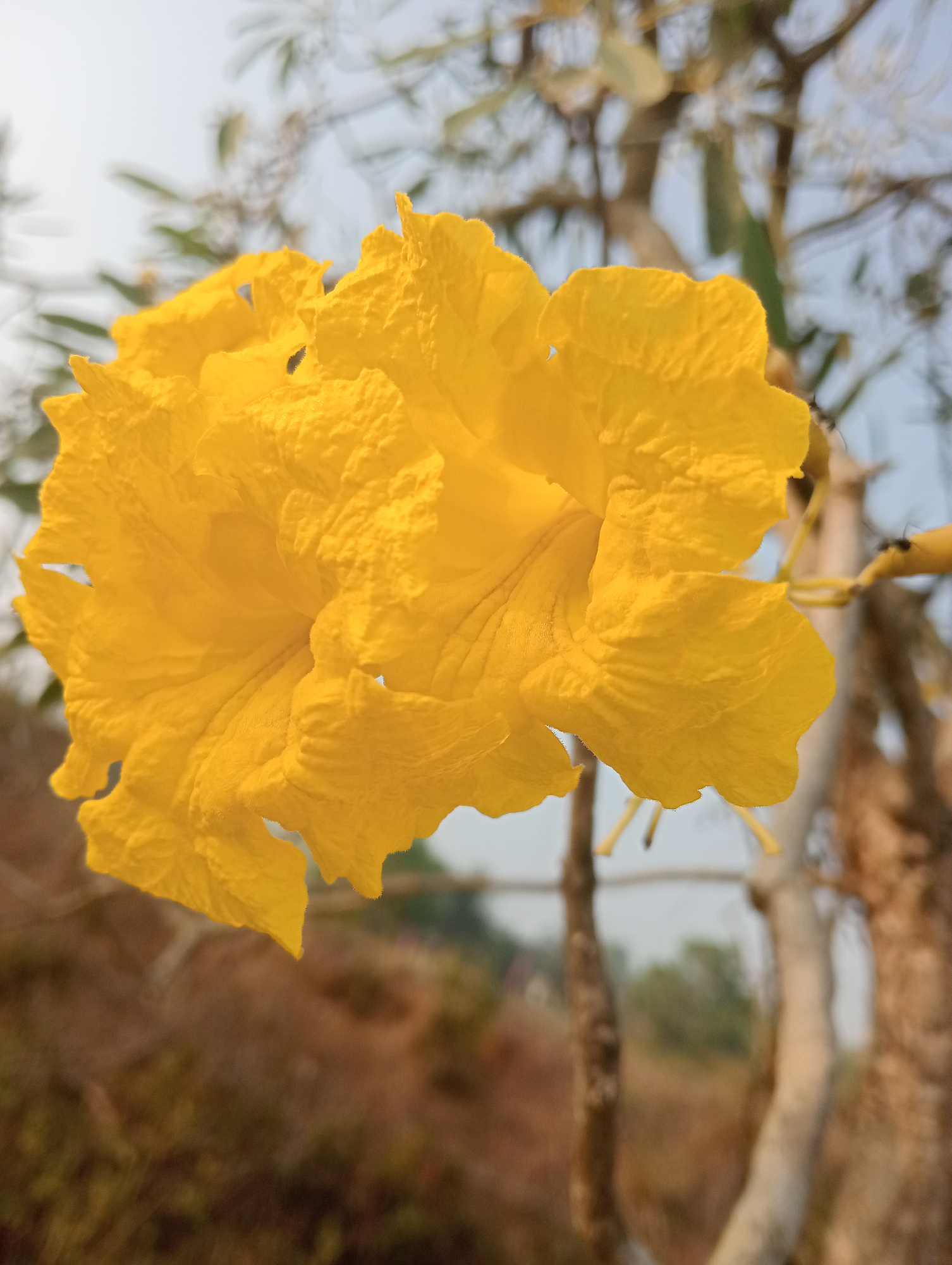 A close-up, shallow depth of field shot captures a cluster of vibrant yellow trumpet-shaped flowers against a blurred background of tree branches and foliage, possibly located in Sidoharjo, Indonesia. The flowers are the primary subject, with their textured petals in sharp focus. The background is a soft blur of brown and green, suggesting an outdoor natural setting with branches and leaves. The sky is a pale, hazy blue at the top of the frame. There are no people or discernible human activity in the image.