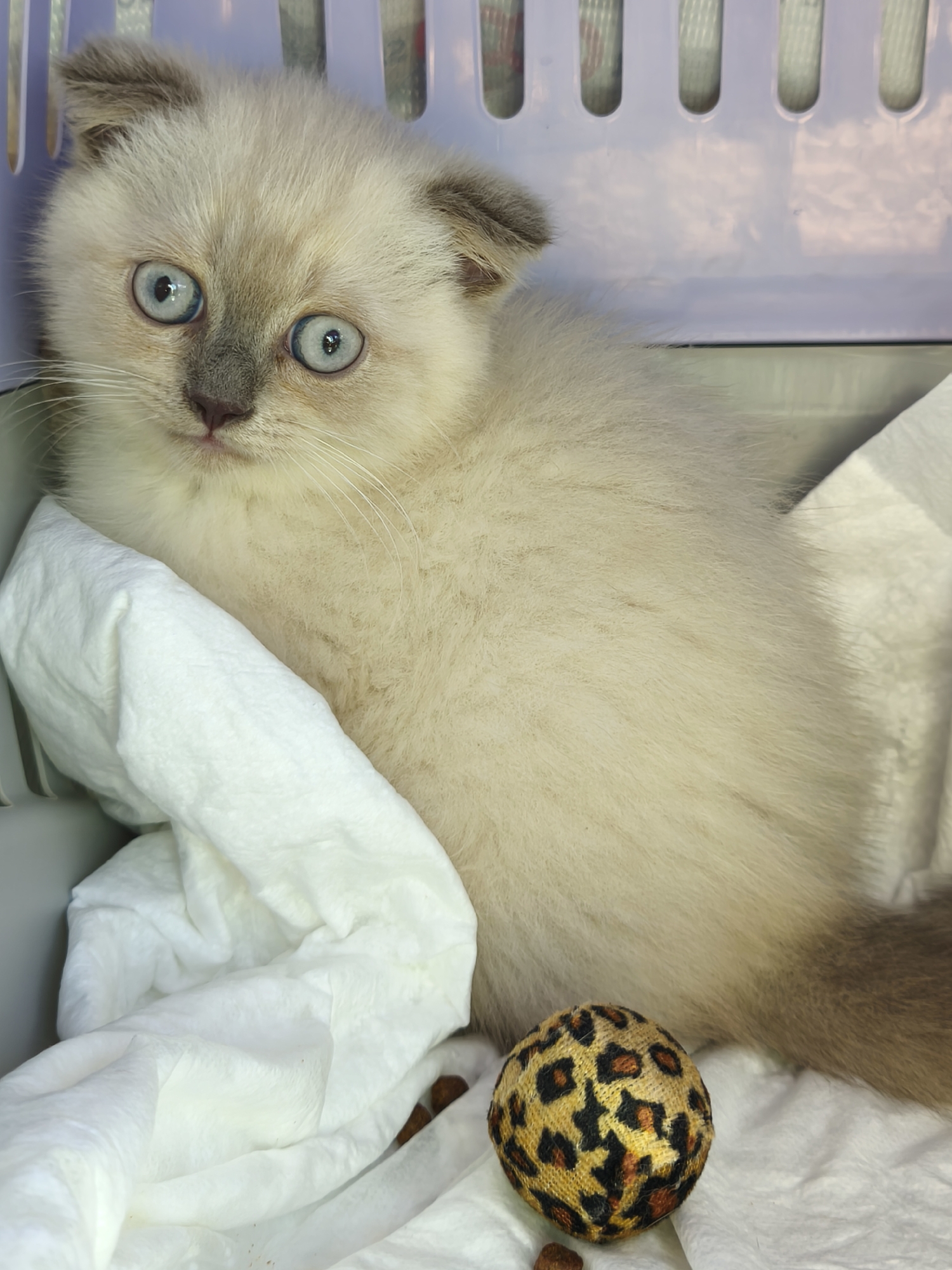 A fluffy kitten with pale cream fur, grey points on its ears and face, and bright blue eyes is sitting in a grey and purple pet carrier. The kitten is nestled against white crumpled paper. To the right of the kitten is a small, round toy with a leopard print pattern. The scene is indoors, and no specific location in Arezzo, Italy can be determined from the image.