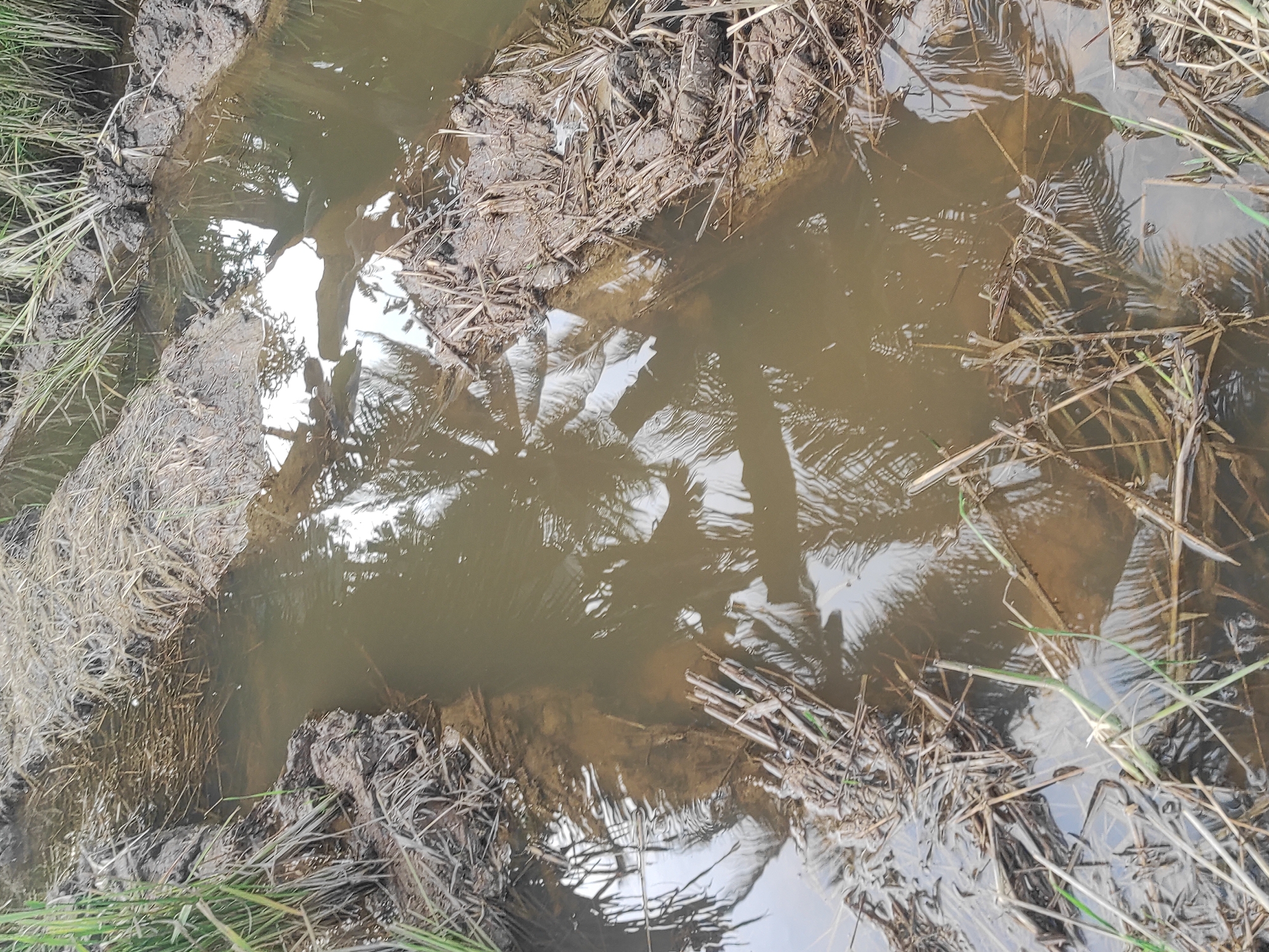 A muddy ditch in Lhokseumawe, Indonesia contains murky water reflecting the sky and the silhouettes of palm trees. The banks of the ditch are lined with clumps of mud, scattered dead grass and reeds, and some sparse green vegetation. The water is brown and opaque.
