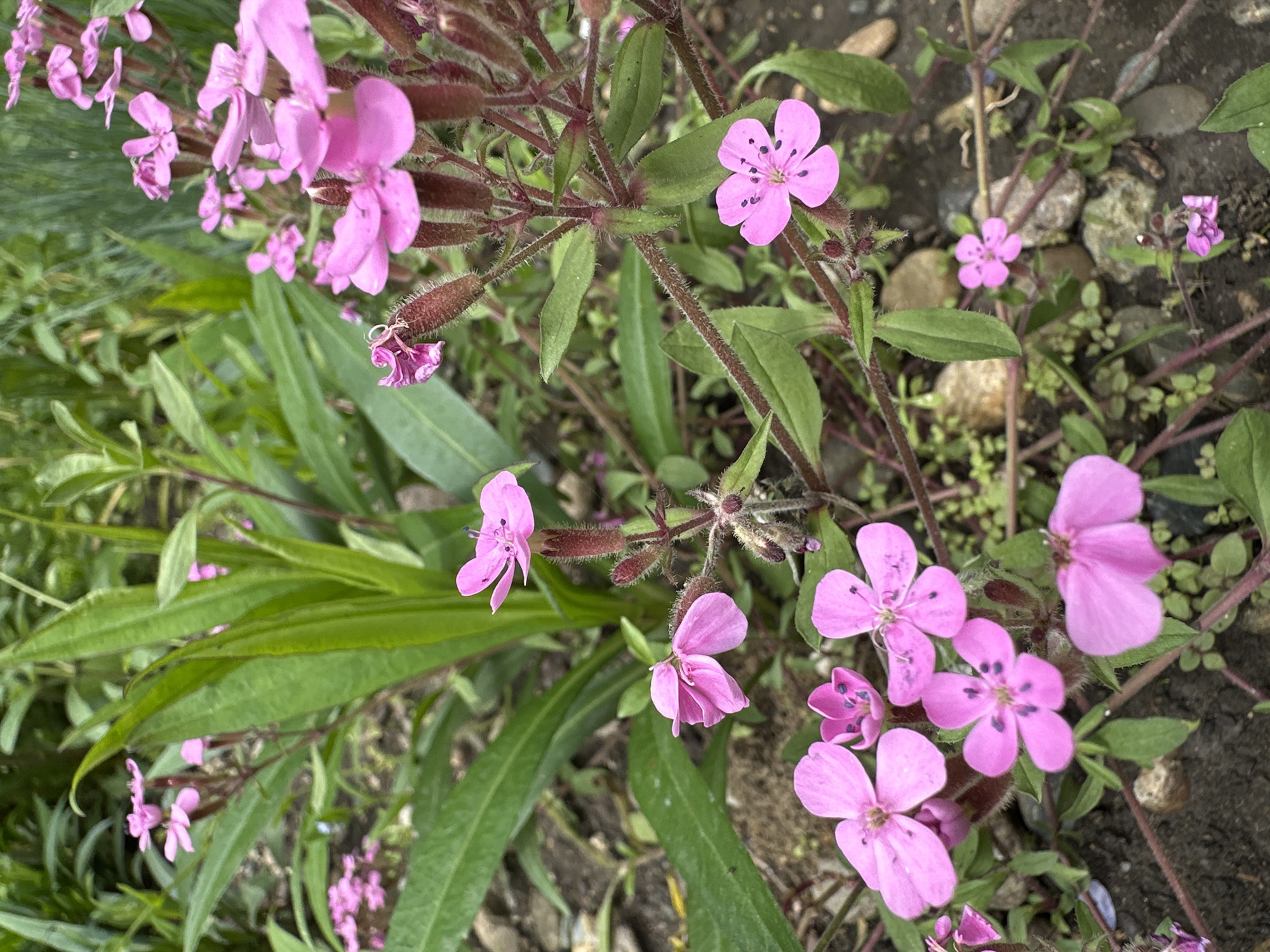 The image captures a close-up, high-angle view of a flowering plant with numerous vibrant pink blossoms, set in an outdoor environment. The primary subjects are the clustered pink flowers, each typically featuring five petals, some with darker, almost black, speckled centers. Many flowers are fully open, while others are seen as buds or partially unfurled.
The plant's stems are reddish-brown and appear covered in fine, bristly hairs, giving them a slightly fuzzy texture. Elongated, green leaves are interspersed along these stems and form part of the surrounding foliage. The background consists of more green plant matter, dark soil, and several small, smooth rocks, suggesting a garden bed or natural ground cover.
The scene depicts a static natural setting. There is no discernible activity or event taking place, just the plant in bloom. Notable details include the vivid pink color of the petals contrasting with the green leaves and reddish stems. The lighting suggests daytime, possibly under overcast conditions, as there are no harsh shadows. No visible text is present in the image. The location context indicates this scene is in Stavropol, Russia.