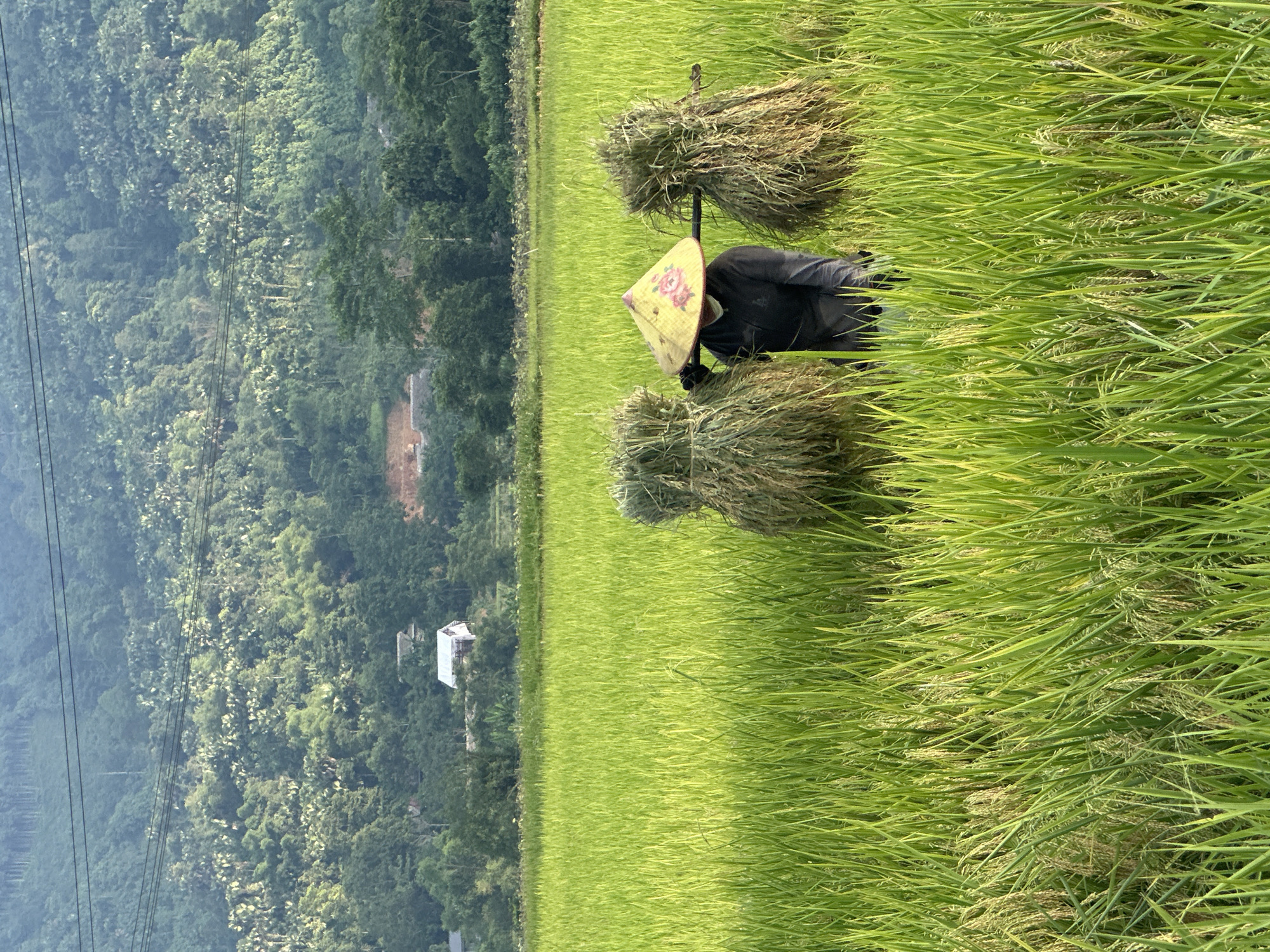 The image captures a picturesque rural scene in Nghia Do, Vietnam, depicting a farmer at work in a vast, lush green rice paddy field. The central subject is a person seen from behind, clad in dark long-sleeved attire and wearing a traditional Vietnamese conical hat, or nón lá, which is decorated with a vibrant floral design of red and yellow roses.
The farmer is actively engaged in harvesting, carrying two large, freshly cut bundles of rice stalks, likely balanced on a shoulder pole, though the pole itself is mostly obscured by the bundles. One bundle rests above the farmer's head, and the other is lower, near their waist. The rice stalks in the field are a vivid green, intermixed with lighter golden-brown ears, indicating a mature crop ready for collection.
In the background, a dense and sprawling forested mountain range creates a natural boundary, stretching across the horizon. The trees exhibit various shades of green, suggesting a rich biodiversity. Several power lines are visible, traversing horizontally through the mid-ground over the forest, hinting at modern infrastructure. A small, light-colored building, possibly a dwelling or shed, is nestled within the trees on the distant slope.
The scene is illuminated by bright, natural daylight, suggesting either morning or late afternoon, under what appears to be a clear sky. This vibrant lighting enhances the natural colors of the landscape. The image evokes a strong sense of traditional agricultural life and the industrious spirit of rural Vietnam. There is no visible text in the media file.