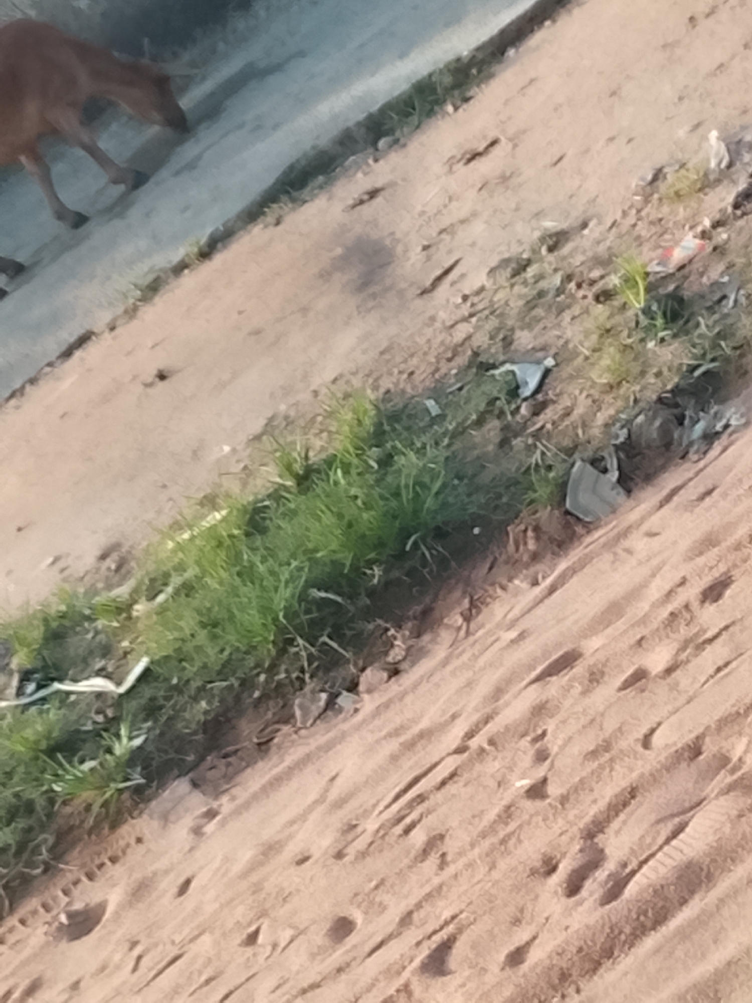 The image shows a brown dog walking on a dirt path. The dog is the primary subject, and it appears to be sniffing the ground. The scene is an outdoor environment with dry, sandy earth and some patches of green grass growing along the edge of the path. There are also some pieces of litter scattered on the ground, suggesting a somewhat unkempt area. The lighting suggests it is daytime, possibly late afternoon due to the angle of the shadows. The overall impression is a simple, everyday scene in a rural or semi-rural setting. There is no visible text in the image.