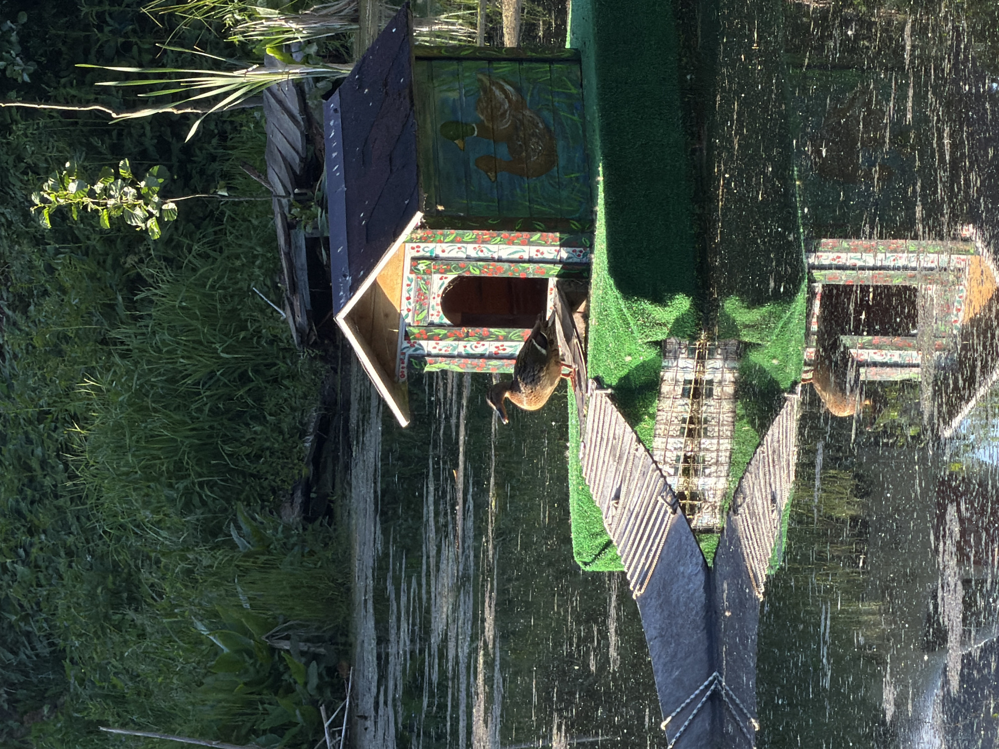 This image, captured in Курилово Снт, Russia, features a still pond or slow-moving water body with a prominent floating duck house in the midground. The water's surface is largely covered with a textured layer of green algae or duckweed, creating a mottled appearance with clear reflections.
A small, decorative wooden duck house, designed with an A-frame dark roof, rests on a bright green, artificial turf-covered floating platform. The front facade of the duck house displays an arched entrance intricately painted with red, white, blue, and green floral and berry motifs. The right side of the house is adorned with a painted scene depicting two swimming ducks: one larger, dark-headed (suggesting a male mallard), and one smaller, brown-bodied (suggesting a female mallard).
To the left of the duck house, a female mallard duck stands on the green platform, facing right with its head slightly raised, exhibiting its mottled brown plumage and visible orange legs. A dark, flat ramp or gangway, fitted with parallel ropes or strips for traction, extends from the water level to the green platform, providing access to the duck house.
The background consists of dense, uncultivated vegetation, including various leafy plants and tall grasses in multiple shades of green. A small, leafy sapling stands vertically near the top center. On the far right, slender reeds are visible. Partially obscured by foliage behind the duck house, a decaying or broken wooden structure, possibly a small dock or debris, is present near the water's edge.
Sunlight, appearing to originate from the upper right, illuminates the duck, sections of the duck house, and highlights specific areas of the background foliage, while other areas remain in shadow. The lower portion of the image clearly displays the inverted reflections of the duck house, platform, and ramp on the water's textured surface.