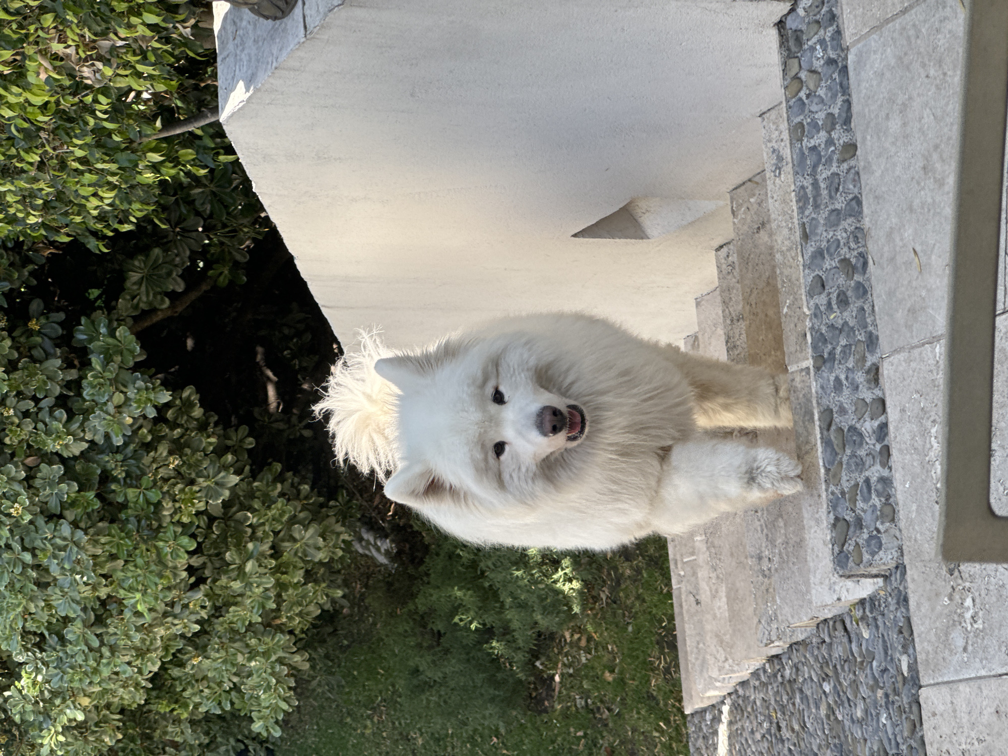 In the city of Unknown, Unknown, a large, white, long-haired dog, consistent with a Samoyed breed, is depicted in an outdoor setting. The dog is positioned centrally, actively descending a set of light-colored stone stairs, with its front left paw lifted. Its head is turned towards the viewer, and its mouth is slightly open, revealing a pink tongue and some teeth. To the immediate right of the dog, a light-colored, textured wall, possibly stucco or concrete, runs parallel to the staircase. The stairs themselves are composed of uniform light-colored slabs, with sections featuring an inlay of dark grey river pebbles. To the left of the dog and in the background, dense green foliage, comprising shrubs and trees, is visible, alongside patches of green grass and scattered ground cover. The scene is brightly illuminated by natural sunlight, creating distinct shadows on the wall and stairs. No human subjects are present.