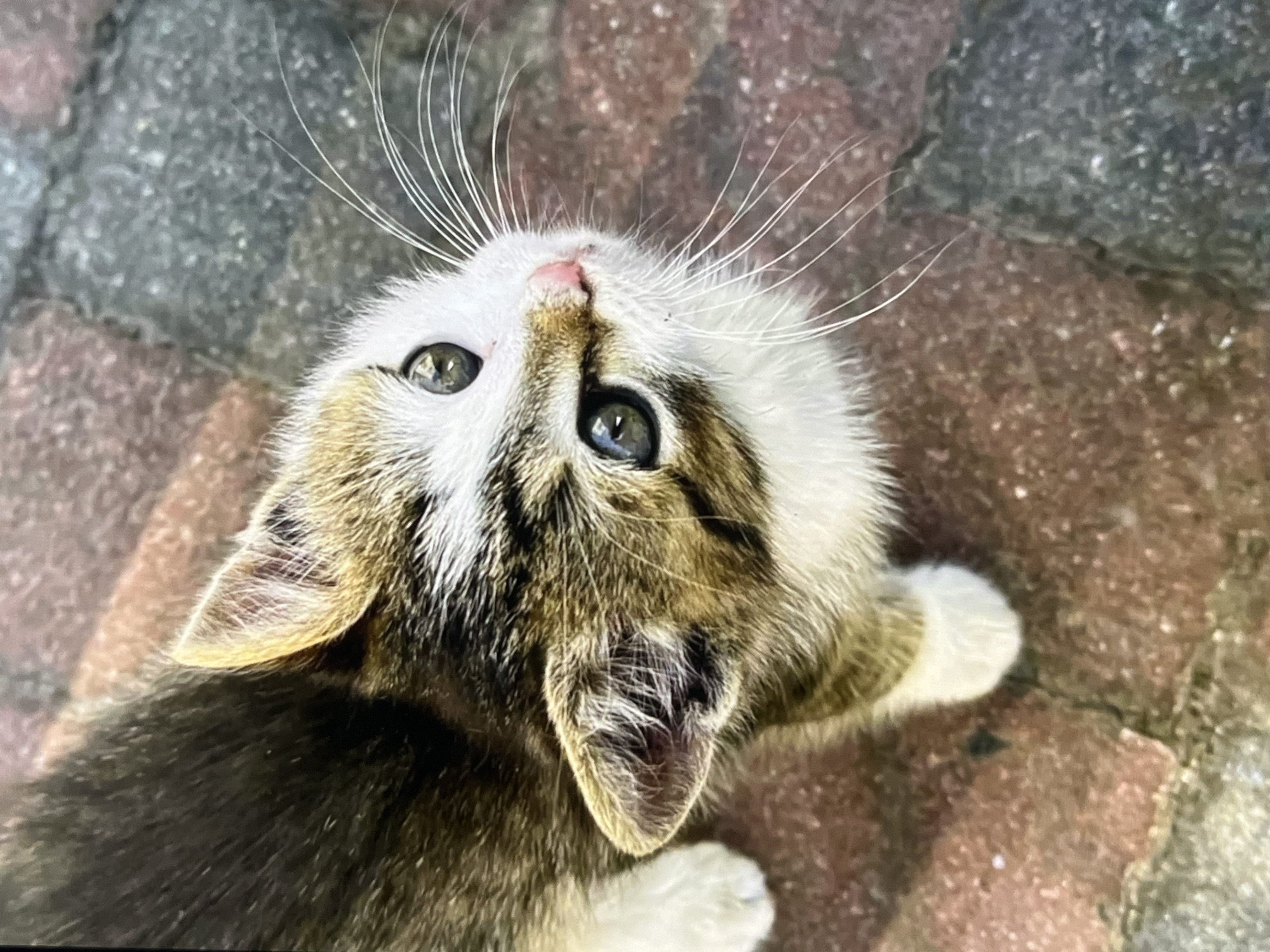 A high-angle, close-up shot captures a calico kitten looking up from a brick pathway. The kitten's fur exhibits a patchwork of dark brown, white, and golden tabby markings. Its white fur is concentrated on its face, chest, and paws. The kitten's large, expressive eyes are a striking green, reflecting the surrounding light. Its pink nose is small and delicate, and long, white whiskers fan out from its muzzle. The background consists of a pathway made of interlocking bricks, with varying shades of red and gray, suggesting an outdoor urban setting. The image is taken in Unknown, Unknown.