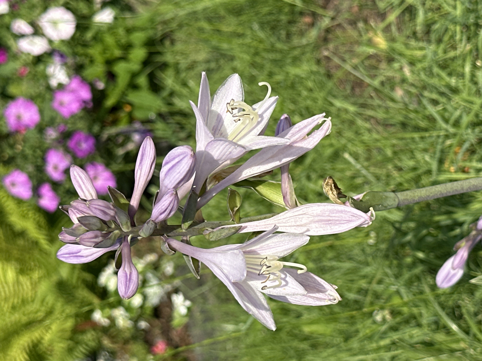 The image shows a close-up view of a hosta flower stalk with several light purple flowers in bloom. The flowers are tubular with delicate, recurved petals and prominent stamens. The stalk is green and slightly fuzzy, with some buds visible at the top. The background is a soft blur of green grass and out-of-focus pink and white flowers, suggesting a garden setting. There are no people or animals present. The overall impression is one of a peaceful, natural scene. The image does not provide information about its specific location within the city of Uray, Russia.