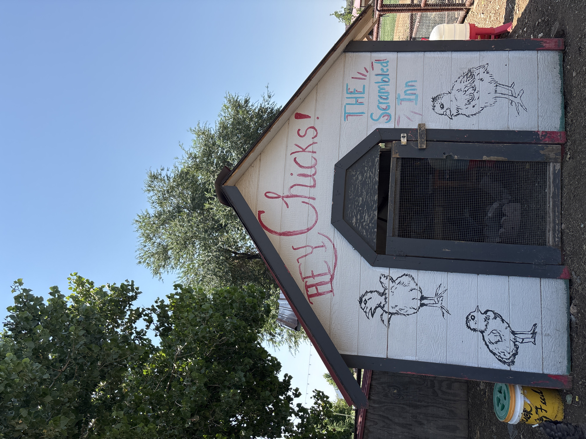 A white wooden chicken coop painted with a cartoonish style is the primary subject of the image. The coop has a dark gray trim around its entrance and roofline. Red lettering on the front gable reads "HEY Chicks!". To the right of the entrance, blue lettering spells out "THE Scrambled Inn". The coop is adorned with three black ink drawings of chicks on its exterior walls: one above and one to the left of the entrance, and one to the right. The coop is situated outdoors, with a large green tree and a bright blue sky dominating the background. The ground beneath the coop appears to be dirt or gravel. A yellow bucket labeled "Chick Feed" with a green lid is visible to the left of the coop. A portion of a wooden fence and a red metal structure are present to the right. The scene appears to be a rural or semi-rural outdoor setting, likely a farm or a backyard with chickens. The image is taken from a slightly low angle, looking up at the coop. The lighting suggests a sunny day. The location is identified as Prescott Valley, United States of America.