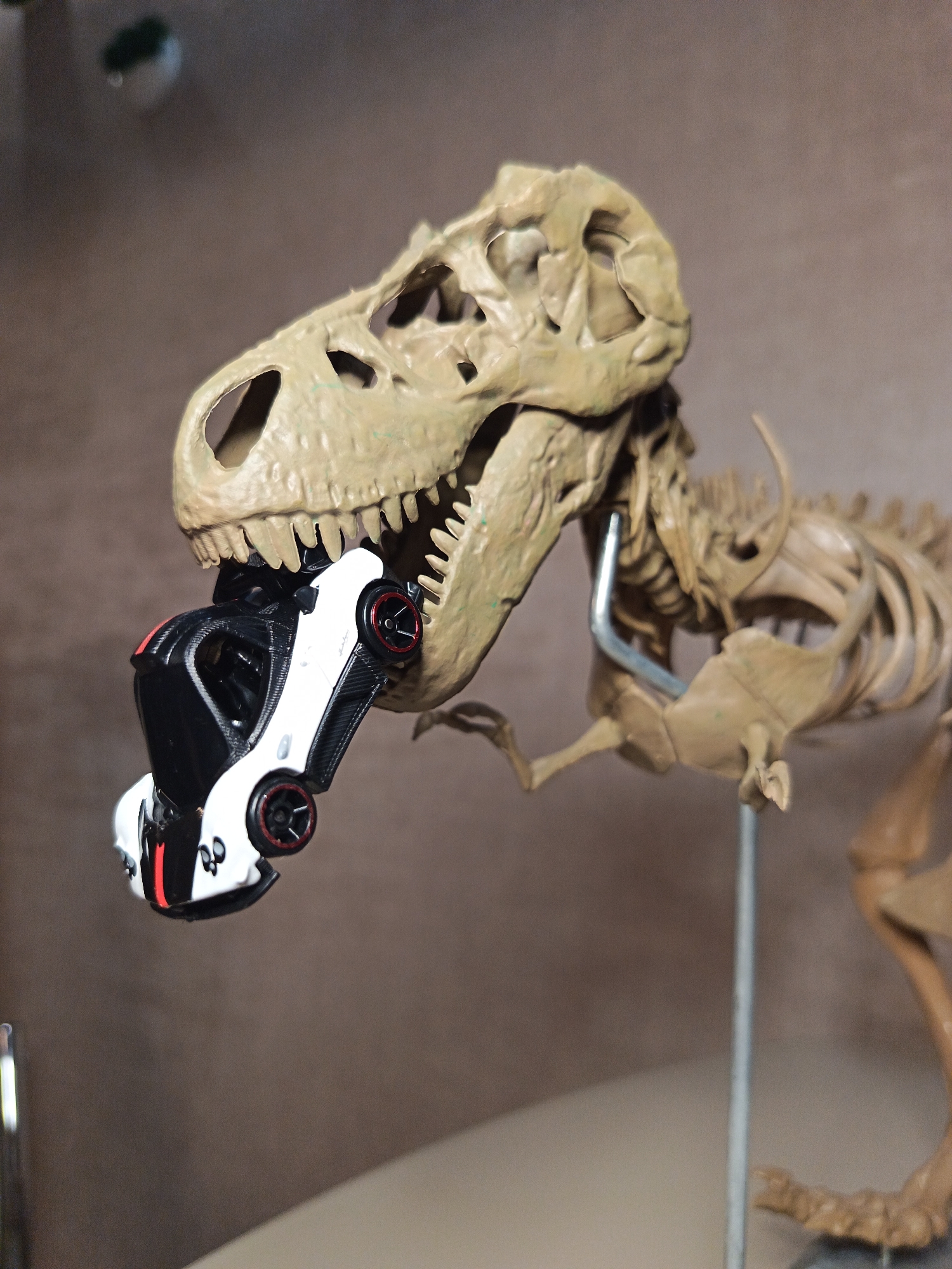 A beige-colored skeletal model of a Tyrannosaurus Rex is depicted from the upper torso, with its skull prominently featured in the center-right of the frame. The model's bone structure is detailed, showing various openings and contours consistent with a dinosaur skeleton. A small, white and black toy sports car, resembling a Pagani Huayra, is positioned between the upper and lower jawbones of the dinosaur's skull, appearing as if the dinosaur is holding or consuming the vehicle. The toy car features red accents on its side skirts and black multi-spoke wheels with red rims. The dinosaur model is supported by a slender, curved metallic rod visible behind its neck and ribcage, connected to a vertical support rod further down the frame. The background is uniformly out of focus, rendered in muted brown and grey tones, suggesting an indoor setting. No specific geographical markers or details are present in the image to indicate a location in the city of Sochi, Russia, or any other specific city or country. No human subjects are visible.