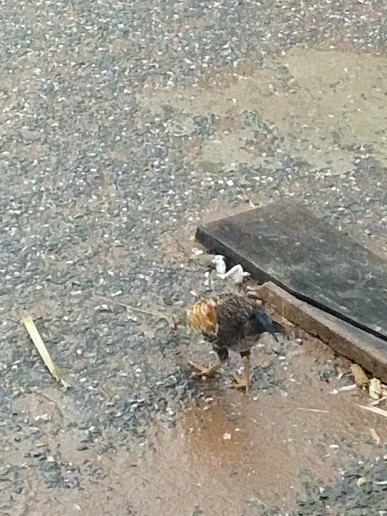 A young chicken with orange and brown plumage pecks at the ground near a dark, rectangular object. The ground is covered in small, greyish-brown pebbles and some dry vegetation. A thin, light-colored straw or blade of grass lies horizontally on the ground to the left of the chicken. The chicken's head is lowered, and its beak appears to be in contact with the ground. The scene is outdoors, possibly in a rural or undeveloped area, given the natural elements.