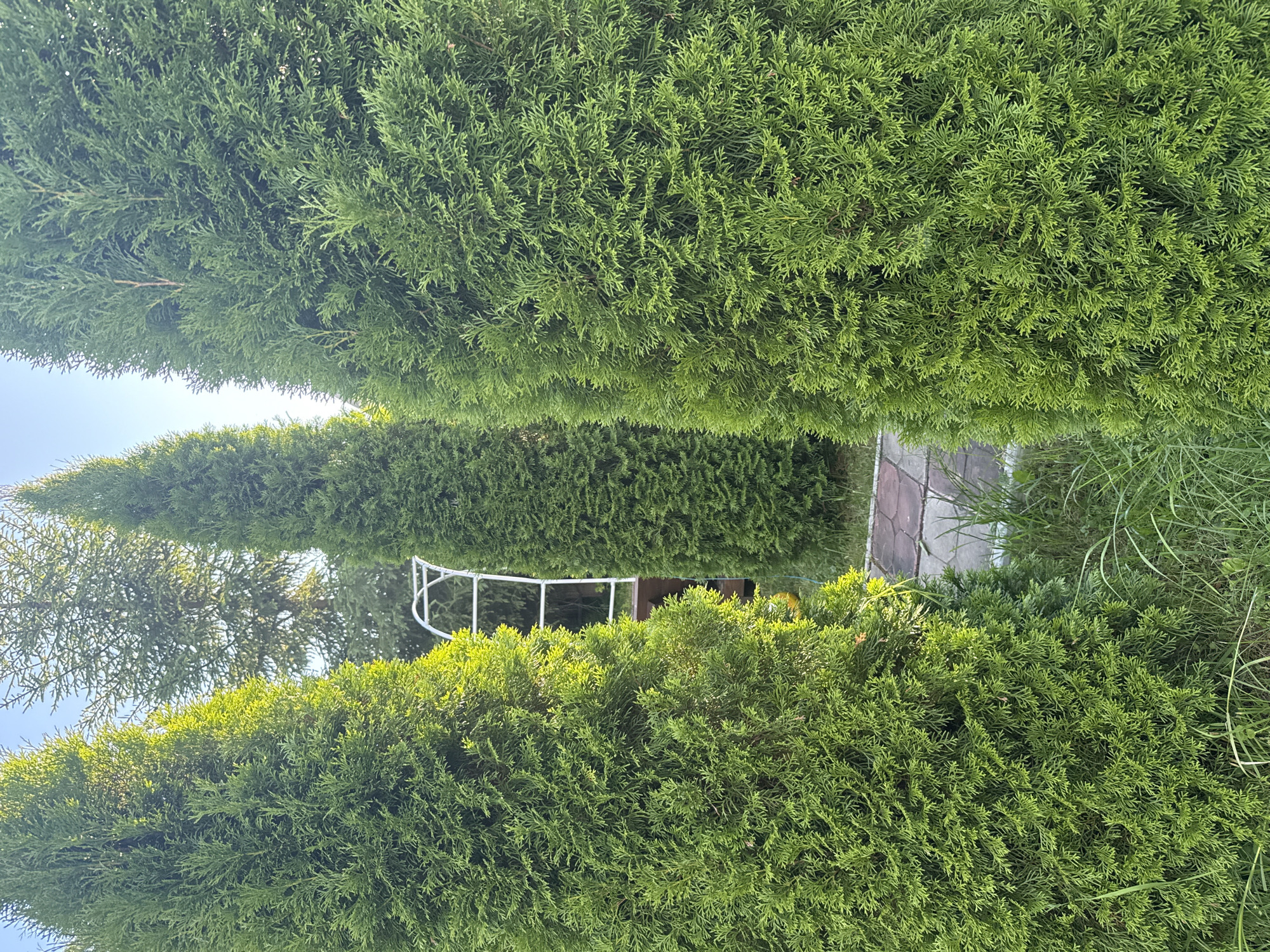 The image depicts a view of a backyard garden in the city of TMZ SNT, Russia. The foreground is dominated by several tall, vibrant green evergreen trees, likely arborvitae, which are densely packed and form a natural screen. Sunlight filters through the foliage, creating highlights and shadows. In the middle ground, a path made of interlocking paving stones is visible, leading into the garden. A white garden archway stands behind the paving stones, suggesting a decorative element or support for climbing plants. Further in the background, other trees and foliage are present, adding to the natural landscape. The sky above is a clear, light blue. There are no people or animals visible in the scene, and no discernible actions are taking place. The overall impression is one of a well-maintained, tranquil garden environment.