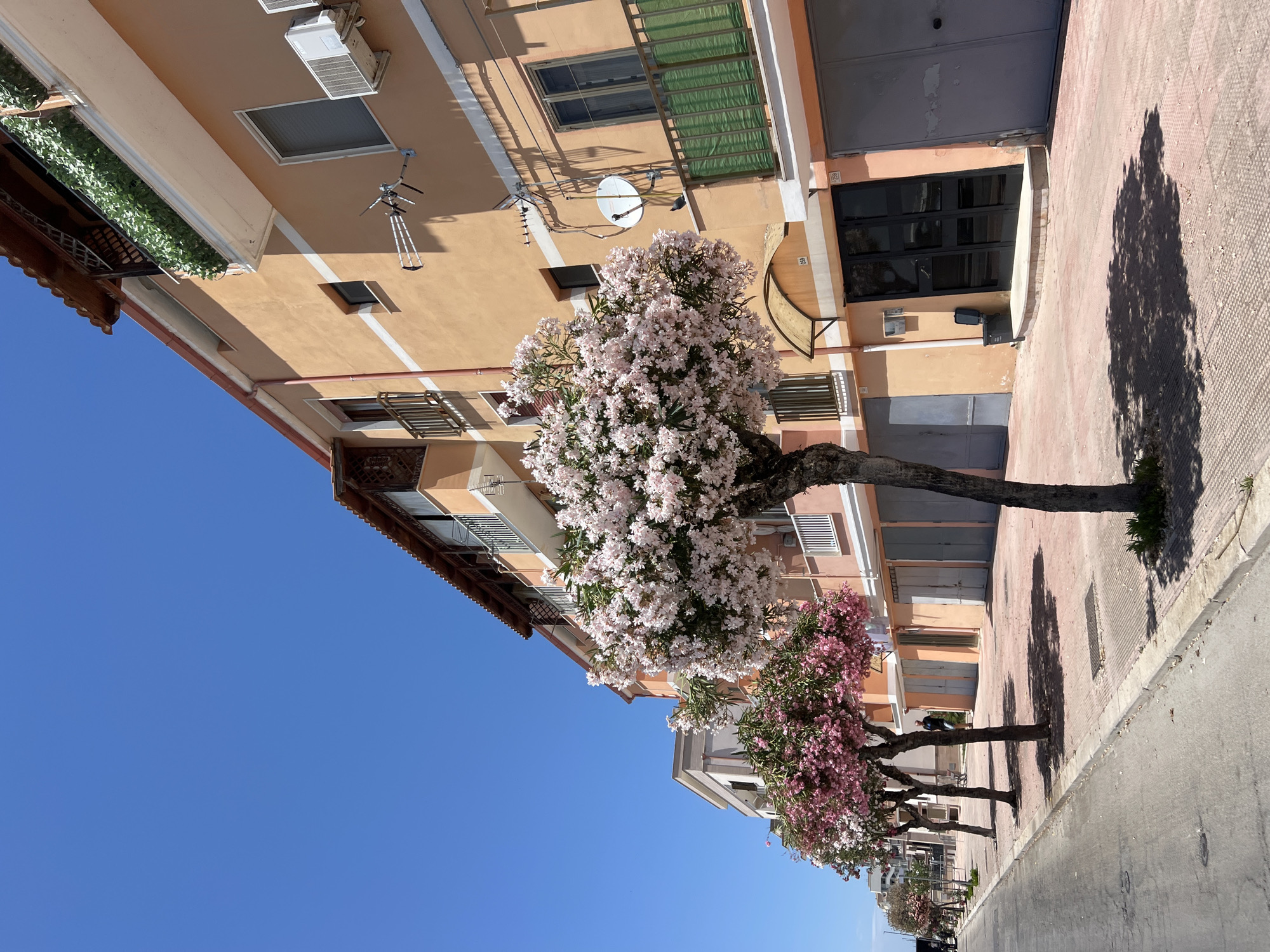 The image shows a street scene in Margherita di Savoia, Italy, on a clear day. In the foreground, a paved road runs alongside a sidewalk lined with several trees in bloom. The trees have abundant pink and white flowers and cast shadows on the ground. Behind the trees, a multi-story building with an orange facade features balconies with white railings and dark windows. The building has various architectural details, including a red tiled roof, an air conditioning unit, a satellite dish, and an antenna. Several garage doors are visible on the ground floor. A person is walking on the sidewalk in the middle ground. In the background, more buildings and trees line the street.