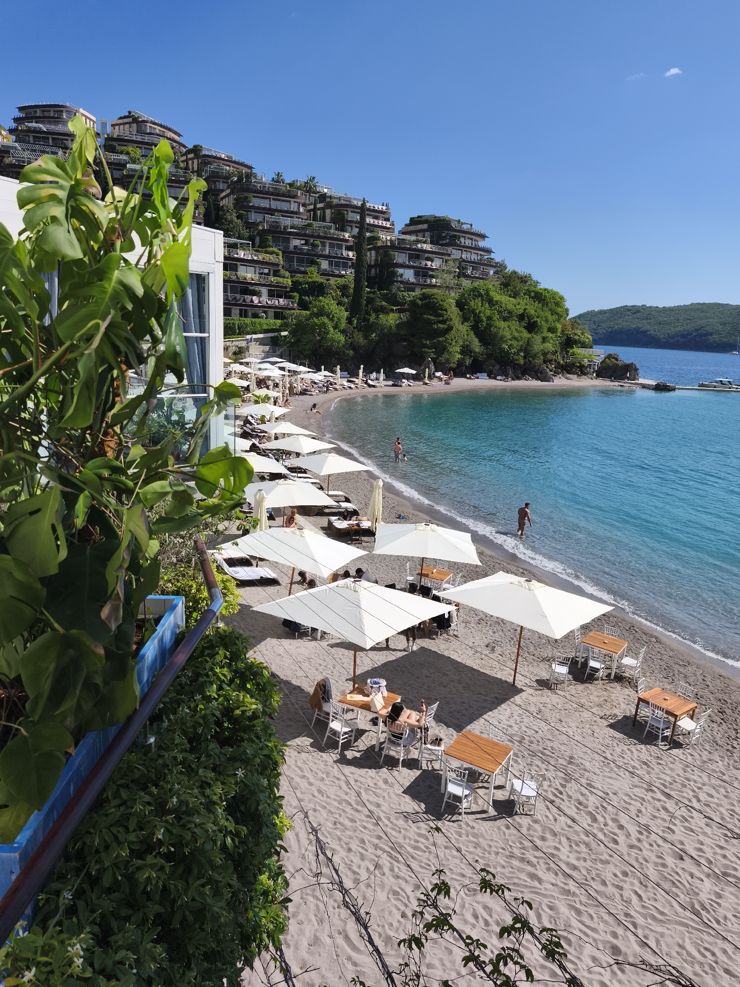 The image depicts a beach scene in Budva, Montenegro. The beach is sandy, with several white umbrellas providing shade over tables and chairs. People are seen relaxing on lounge chairs under the umbrellas, and some are walking in the turquoise water. In the background, there is a terraced hotel complex built into the hillside, covered with greenery. In the far distance, a small island is visible on the right side of the image. The sky is clear and blue. The image is taken from a high vantage point, with a plant and a railing in the foreground.