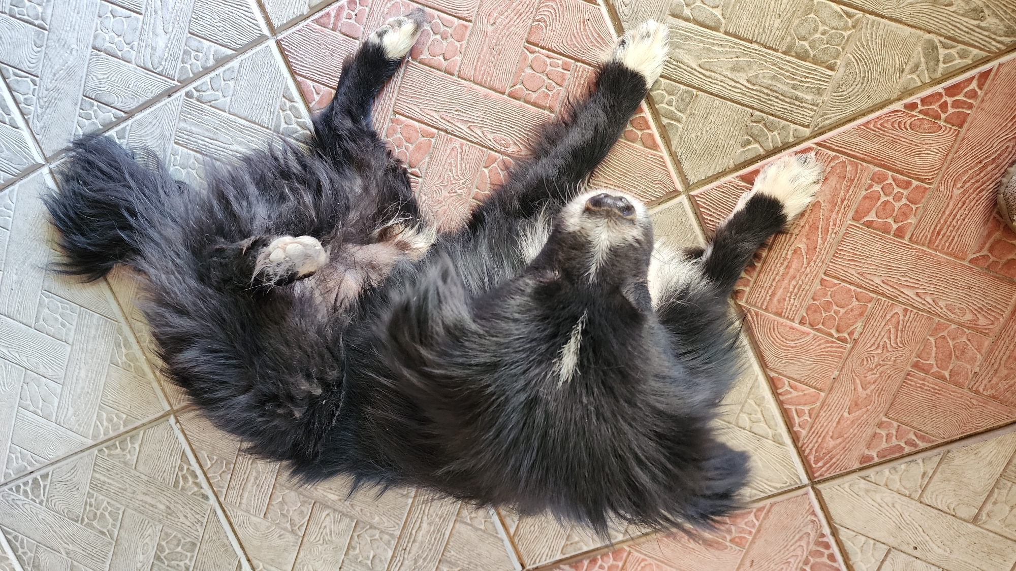 A long-haired black and white dog is lying on its back on a tiled floor. The dog's legs are spread out and its belly is exposed. The dog appears to be relaxed and possibly sleeping. The tiled floor is made up of square tiles of various colors, including pink, beige, and white, with a wood-grain pattern. The image was taken outdoors, likely in a courtyard or patio, given the tiled surface and apparent natural light. The location is specified as Baghramyan, Armenia.