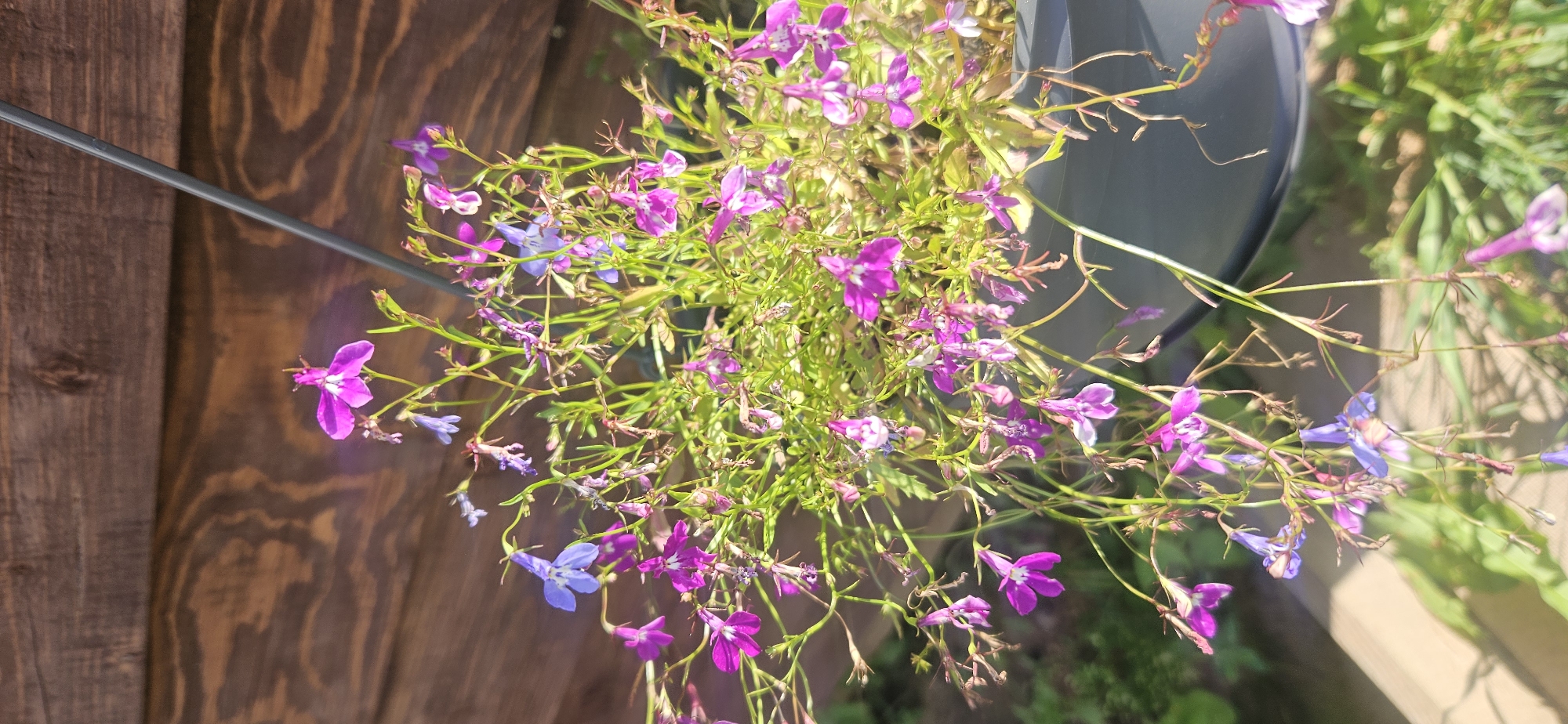 The image depicts a close-up of a potted plant with delicate pink and blue flowers, set against a blurred background of weathered wooden planks. The plant, likely a Lobelia, is in a dark gray pot, and its slender stems and small blossoms cascade downwards. Sunlight casts dappled shadows on the wooden surface, highlighting the wood grain. The setting appears to be outdoors, possibly a garden or balcony, in a rural or suburban area. Based on the information provided, the location is within the Mazalawski Sel'ski Savet, Belarus. There are no people or animals visible in the image. The focus is solely on the botanical subject matter and its immediate surroundings.