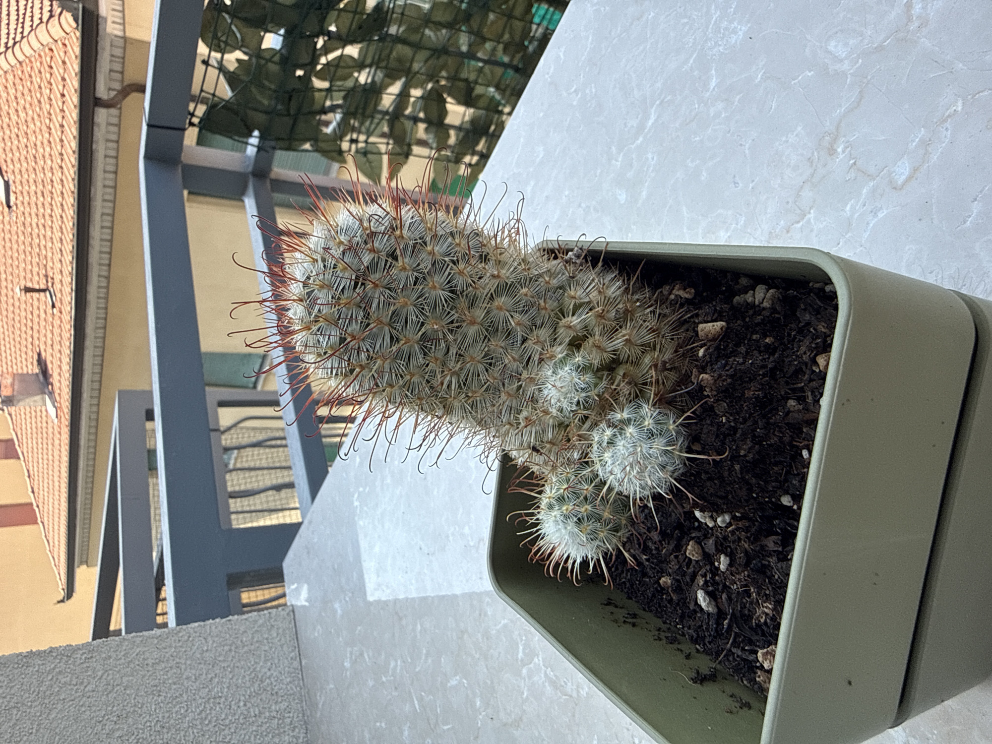 An outdoor, close-up, eye-level shot captures a potted cactus on a marble-like surface. The cactus, a Mammillaria species with white spines and reddish tips, has a main stem and several smaller offsets clustered at its base. The plant is in a light green plastic pot filled with dark soil and small stones. In the background, a grey metal railing with a dark mesh screen is visible, behind which are buildings with orange tile roofs and yellow walls, indicative of Parma, Italy. The scene suggests a balcony or patio setting.