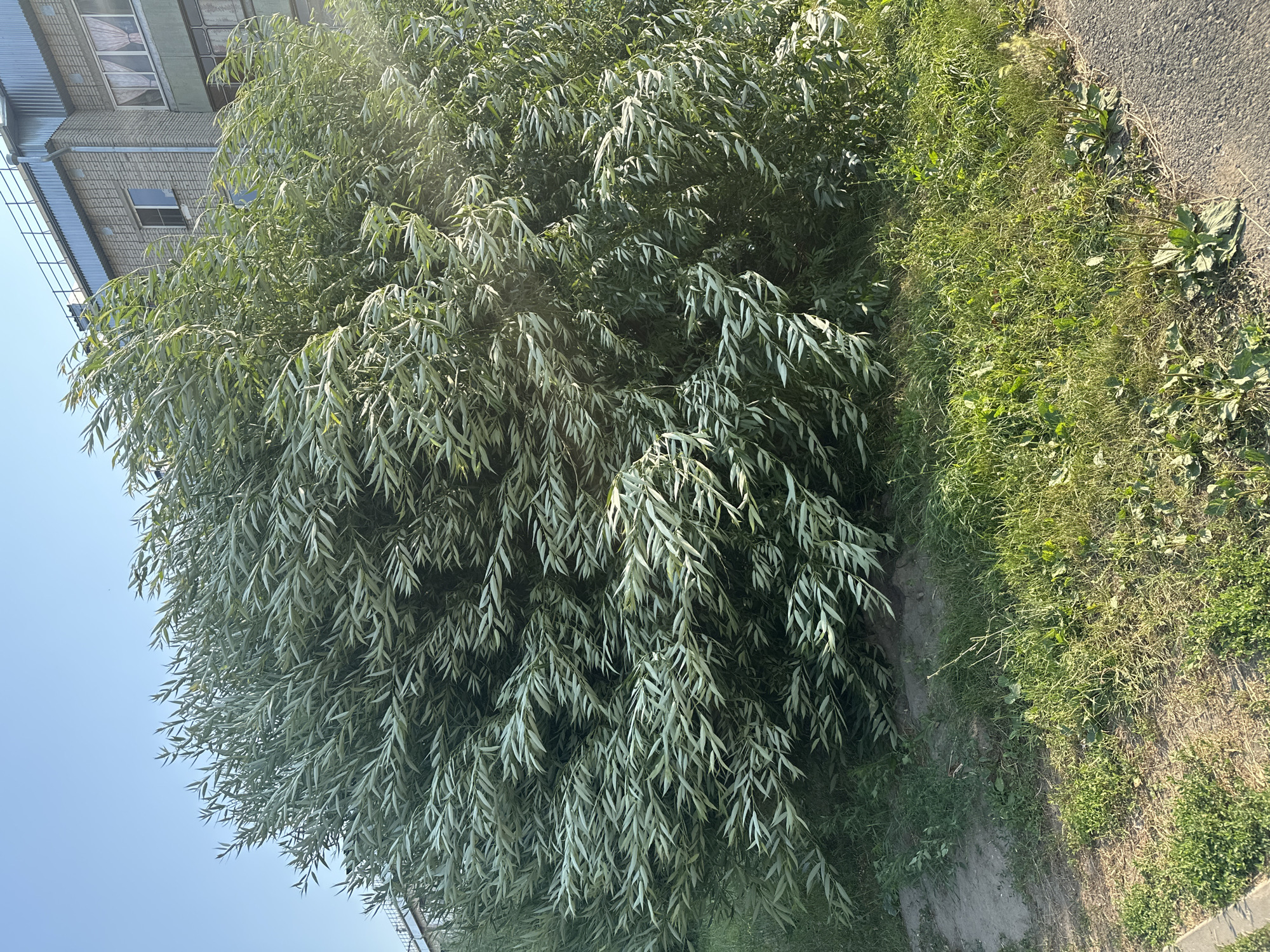 In Novoaltaysk, Russia, a large, dense willow tree with drooping branches dominates the foreground of this outdoor scene. The tree's long, slender leaves are predominantly light green and appear to be rustling, suggesting a breezy day. Behind the tree, a multi-story brick building with windows and a corrugated metal roof is visible. The building has a utilitarian appearance. In front of the tree, there is an area of patchy green grass and dirt. The ground also shows a paved surface, possibly a sidewalk or road, on the right side of the image. The sky above is clear and blue, indicating fair weather. There are no people or animals visible in the image. The overall impression is a snapshot of an urban landscape with a focus on a prominent tree and its surrounding environment.
