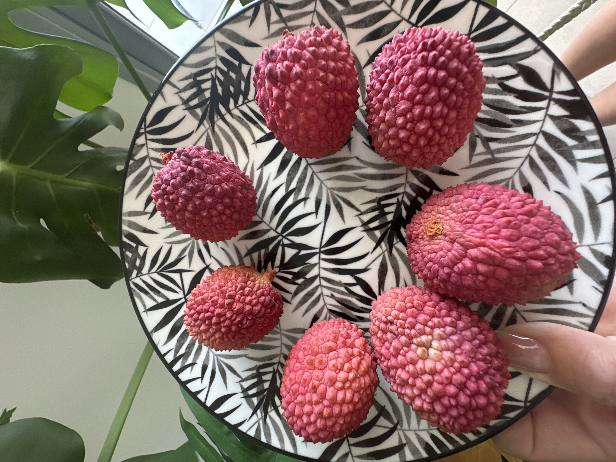 A close-up, overhead shot shows seven lychees on a black and white patterned plate. The plate has a pattern of black palm leaves. The lychees are bright pink and have a rough, bumpy texture. The plate is on a surface that appears to be a table, and there is a hand with a light-colored nail polish reaching into the frame from the bottom left, appearing to hold the plate. Behind the plate, out of focus, are large green leaves, suggesting an indoor plant. The lighting is bright, casting subtle shadows. There is no indication of a specific location within Petah Tikva, Israel.