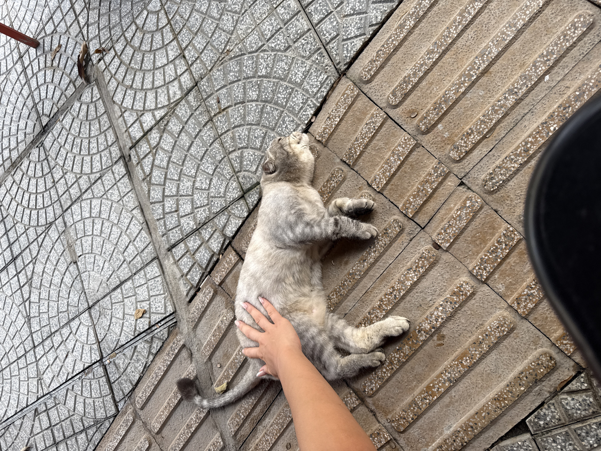 A cat lies on a tiled walkway. The walkway is constructed of two different types of tile. The tiles on the left of the cat are gray and arranged in a fan-like pattern. The tiles on the right of the cat are beige and have raised, textured stripes. A hand rests on the cat's back. The cat is light gray with dark gray stripes. The cat is lying on its back, looking upward. A black object is present in the upper right corner of the image. Based on the textured tiles, the walkway might be designed for the visually impaired. Considering the location of textured tiles, the image could be from Đà Nẵng, Vietnam.