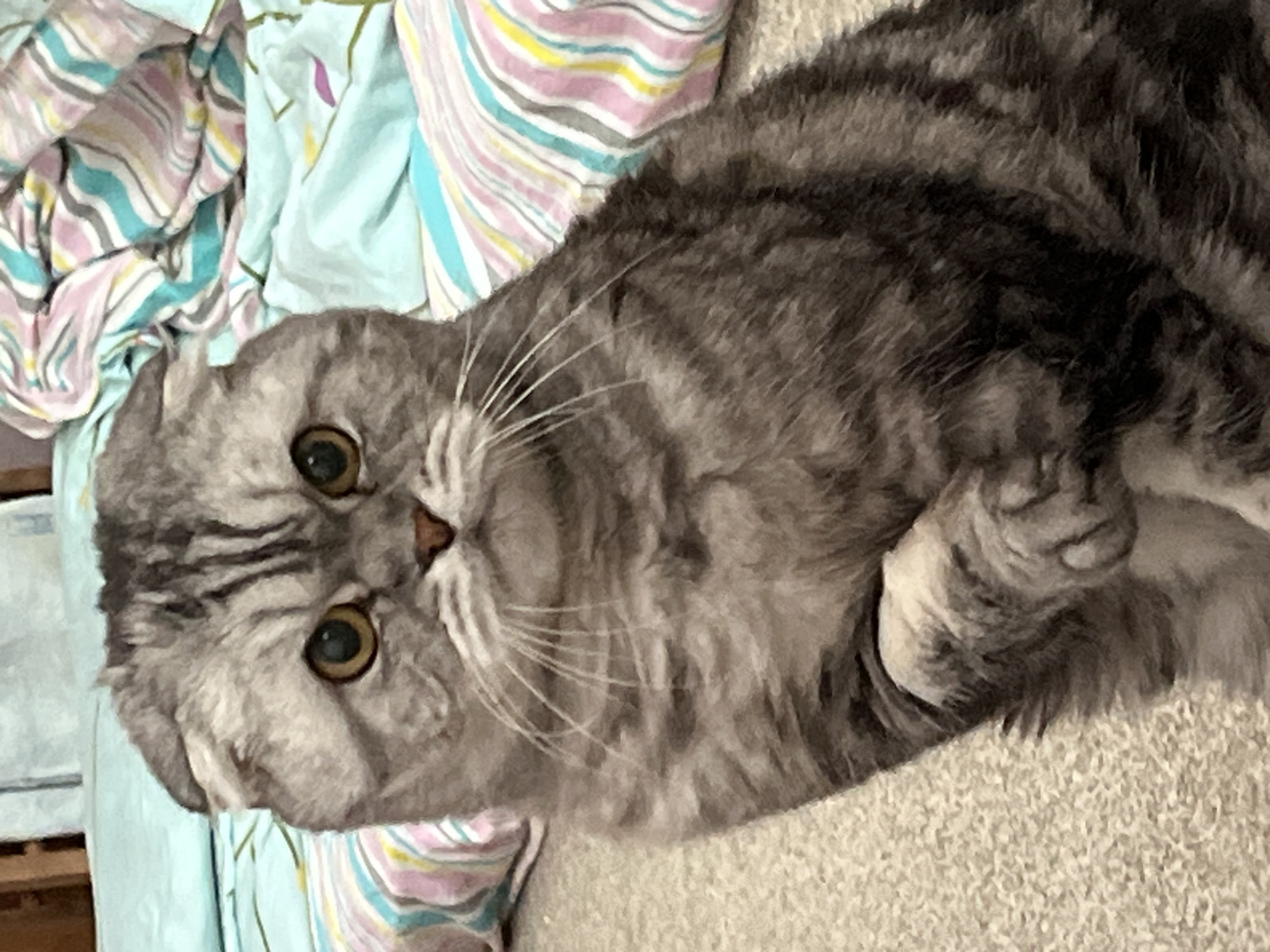 A grey tabby Scottish Fold cat is the central subject of this close-up image. The cat is lying on a light-colored, textured surface, likely a carpet or rug, and is looking directly at the camera with its head angled towards the bottom-left of the frame. It has large, round, greenish-yellow eyes and distinctive folded ears, characteristic of its breed. Its fur is grey with dark tabby stripes. One of its front paws is visible, curled gently. In the background, to the left and above the cat, a crumpled blanket or sheet with light blue, pink, yellow, and white stripes adds a touch of color. The setting is indoors, with no specific time of day or weather indicated. There is no visible text in the image. This scene takes place in Chaikovsky, Russia.