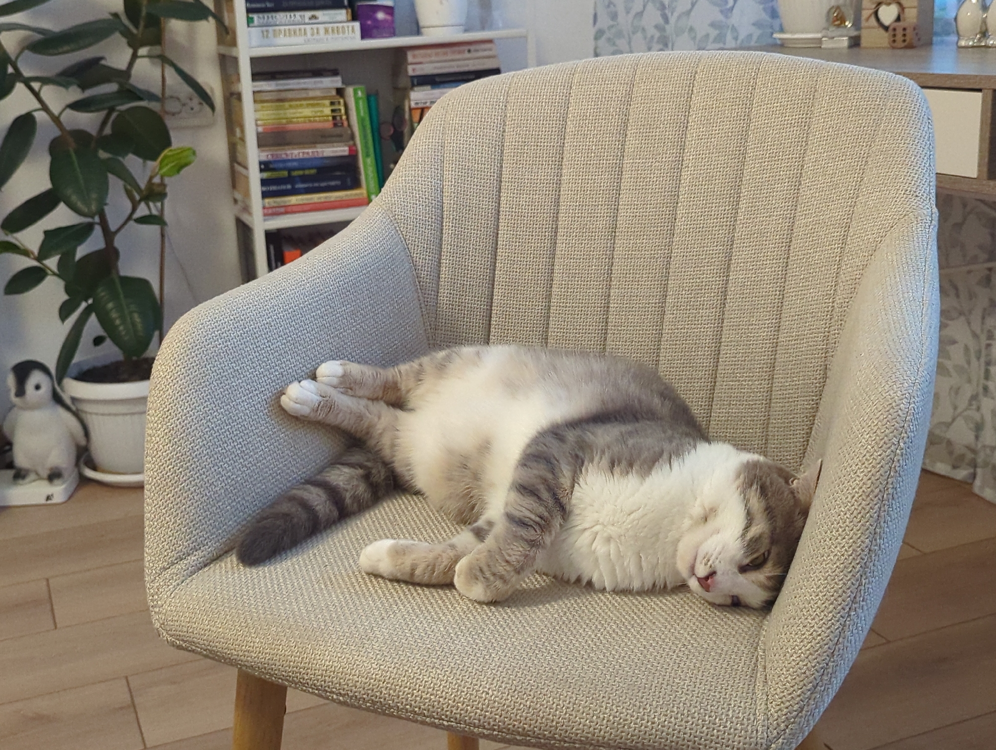 A gray and white domestic cat is depicted resting on its side on a light beige upholstered armchair in an indoor residential setting in Burgas, Bulgaria. The cat's body is elongated across the seat and backrest, displaying a white abdomen and chest, contrasting with gray tabby markings on its back, tail, and head. Its front paws are extended forward, and its head is turned towards the viewer, with eyes partially closed, resting against the chair's armrest. The armchair features a textured fabric with vertical stitching lines on its backrest and has light wooden legs. In the background to the left, a large green potted plant in a white pot stands adjacent to a small white penguin figurine. A white multi-tiered bookshelf filled with numerous books, some bearing Cyrillic titles including "12 ПРАВИЛА ЗА ЖИВОТА," is visible behind the cat. To the right of the bookshelf, a light wooden table with a white drawer is partially visible, holding a white cup and a wooden heart-shaped ornament. The wall behind the table displays light-colored wallpaper with a subtle leaf pattern. The flooring consists of light wooden tiles. A white wall outlet is present on the wall behind the potted plant.