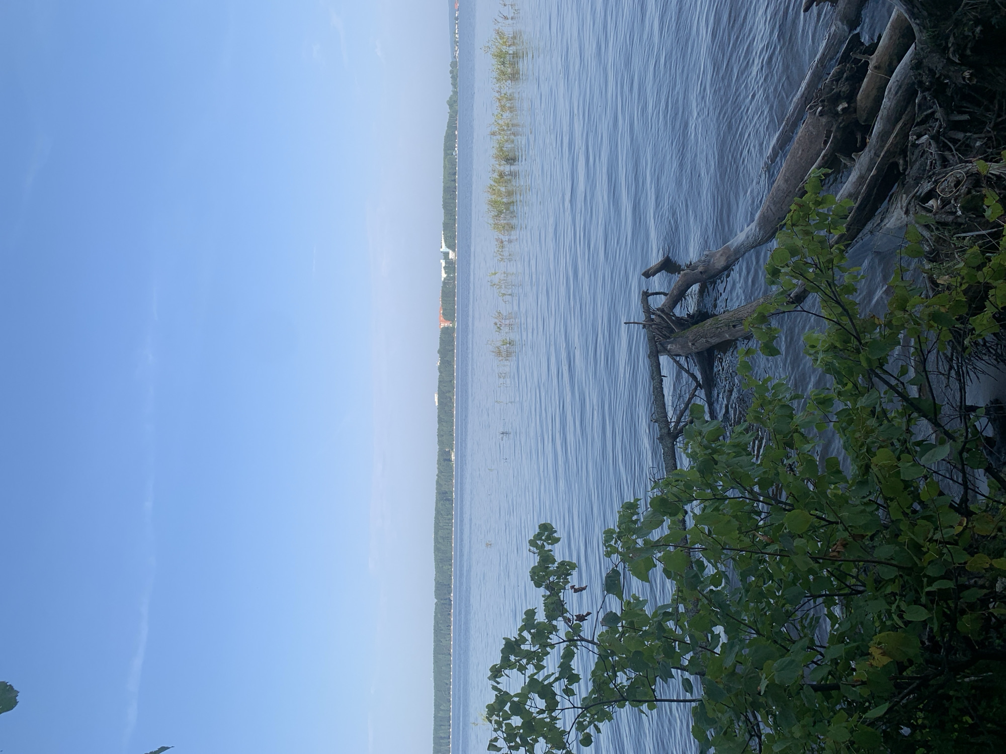This is an outdoor, eye-level, wide shot of a calm lake with a clear blue sky. In the foreground, there is a tree with green leaves and several fallen logs partially submerged in the water. The background shows a treeline of dense green forest, with buildings visible beyond it. The lake appears to be the Kama River, a body of water that flows through the city of Chaikovsky, Russia. There are no people or animals in the image. The water is still, with small ripples on the surface. The lighting suggests it is daytime, possibly morning or late afternoon, given the soft light and blue sky.
