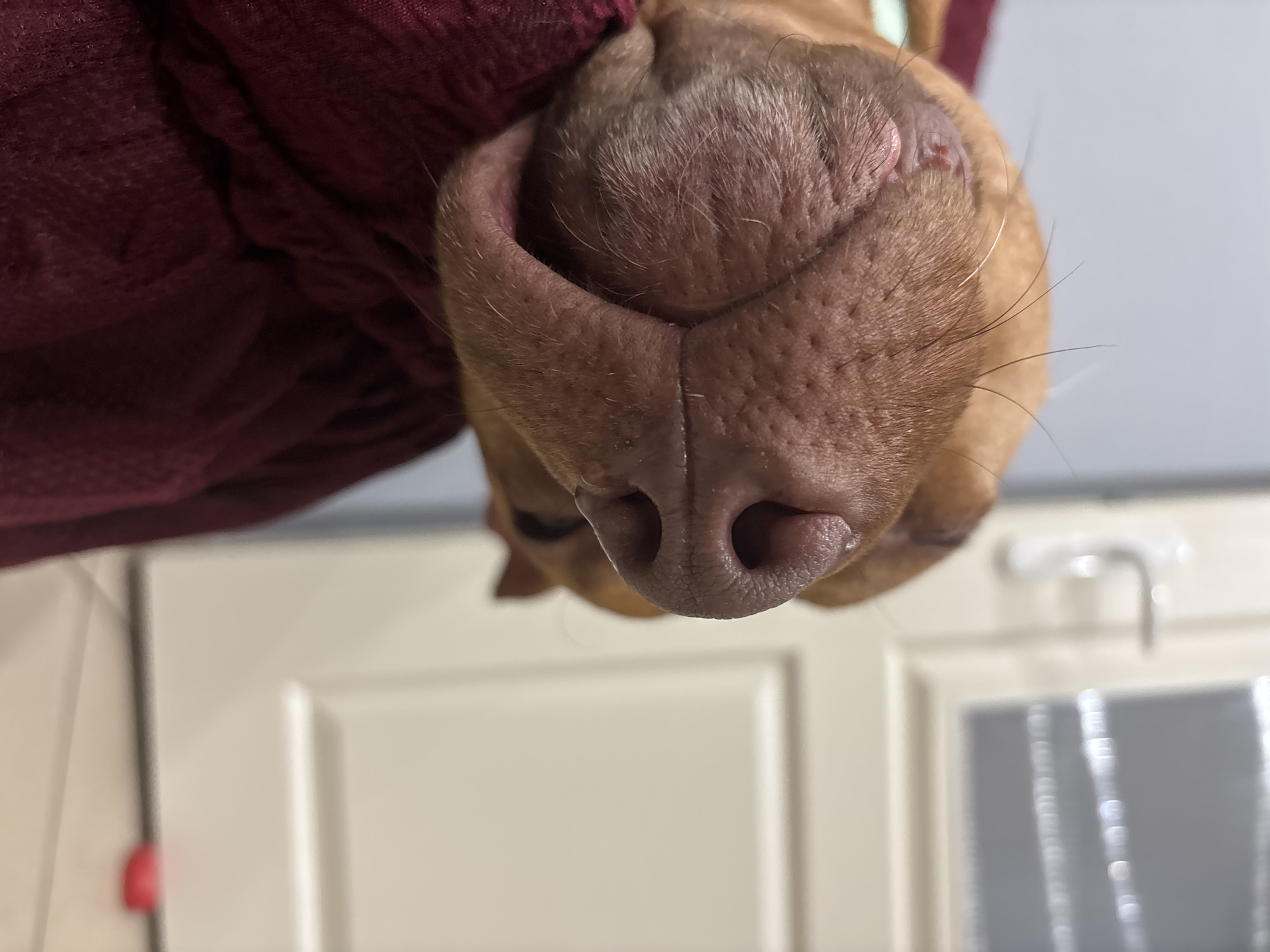 A close-up, upside-down view shows the nose and part of the face of a light brown dog. The dog is partially covered by a dark red, textured fabric on its left side. The dog's nose is pinkish-brown with two distinct nostrils and a textured surface. A small, slightly raised pink bump with a red spot is visible on the bridge of the nose. A few light-colored whiskers are present. The background consists of white cabinets with a translucent panel in the lower portion. The environment appears to be indoors, possibly a kitchen or bathroom. Sofia, Bulgaria, cannot be determined from this image.