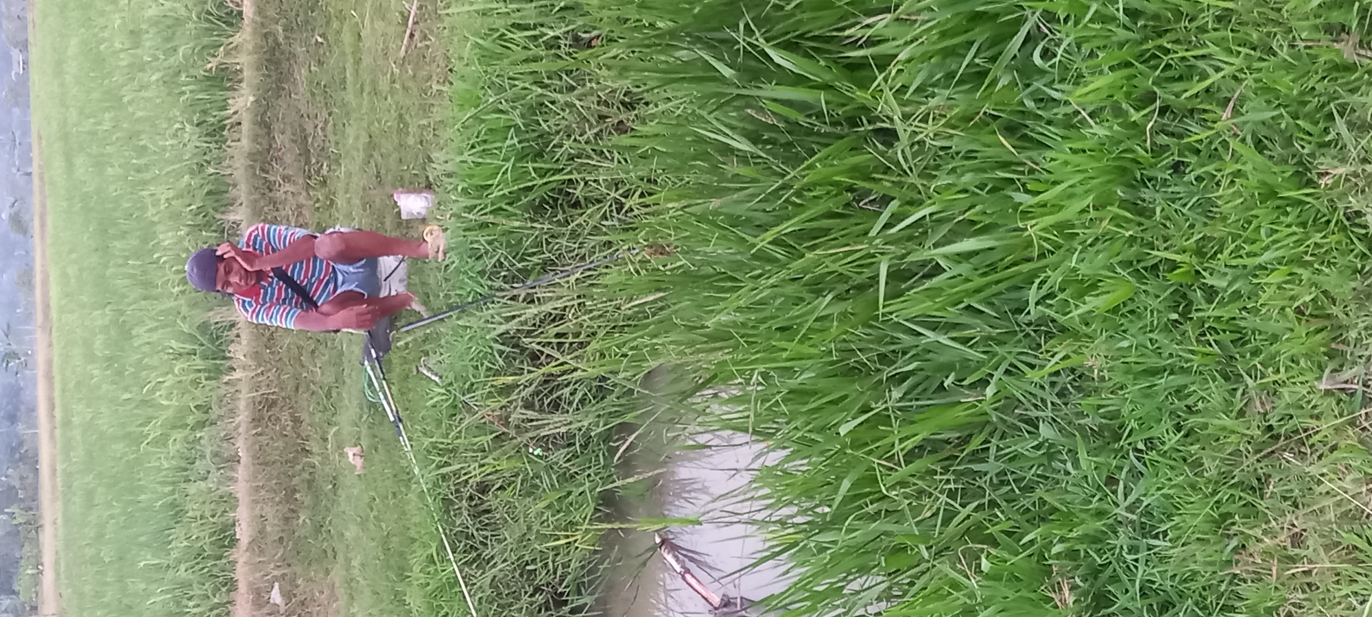 A man sits on a portable chair on the edge of a grassy bank overlooking a narrow body of water. He wears a red, blue, and white striped t-shirt, blue shorts, and a dark baseball cap. His left hand is raised to his ear, and he appears to be holding a phone to his ear. Next to him, on the ground, are two fishing rods, their lines extending into the water. The grassy bank transitions into a rice paddy field in the background, which stretches to the horizon. The scene is likely a rural area in Sidamulya, Indonesia, given the presence of rice paddies and the overall landscape.