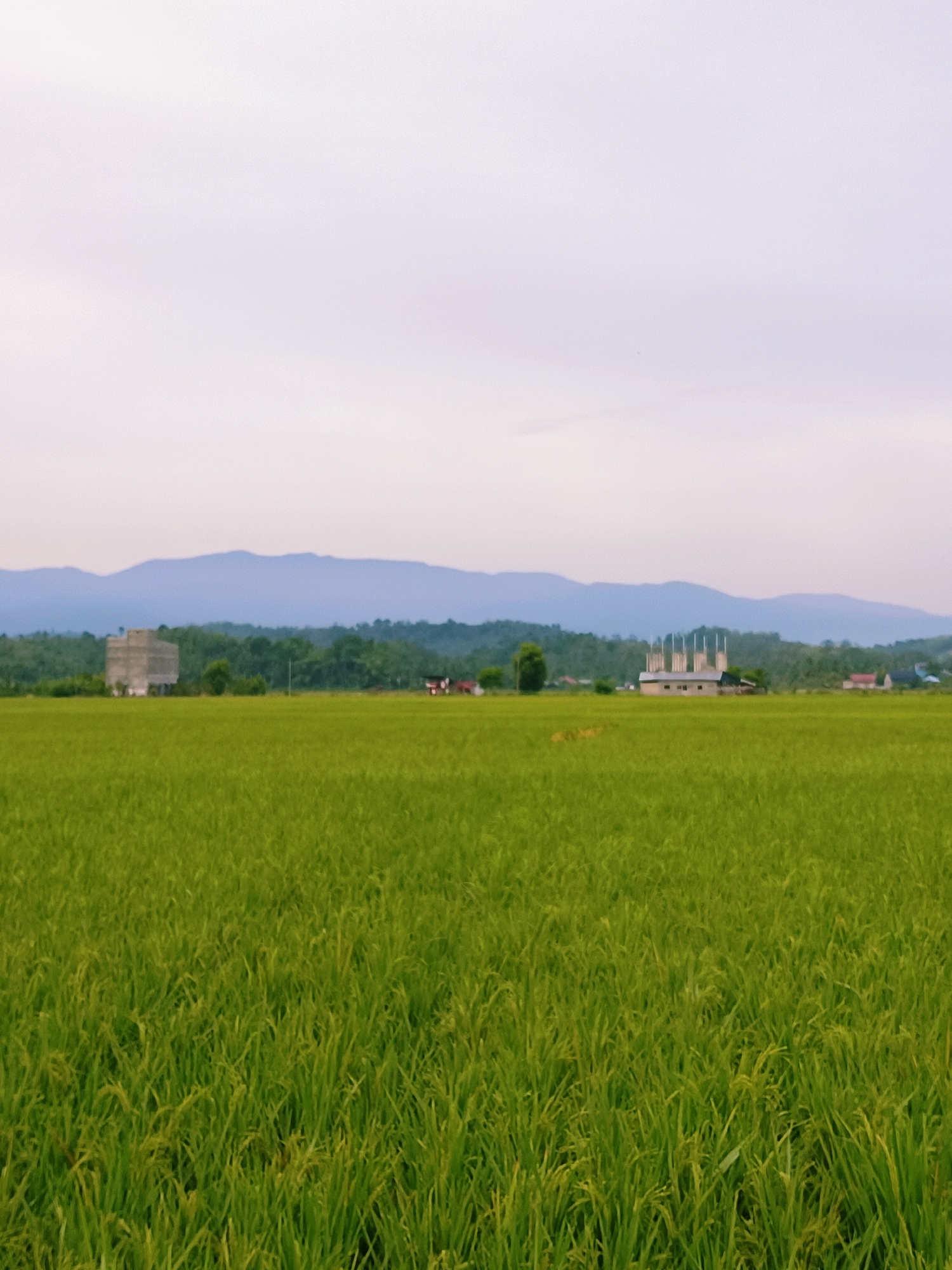 The image depicts a vast, green rice paddy field stretching towards a distant line of trees and mountains under a pale sky. In the middle ground, several structures are visible: a building under construction, a smaller building with a distinctive multi-columned roof, and some scattered houses. The foreground is dominated by the lush green rice stalks, creating a textured, almost abstract pattern. The overall scene is serene and rural, characteristic of the agricultural landscape in Keude Lueng Putu, Indonesia.