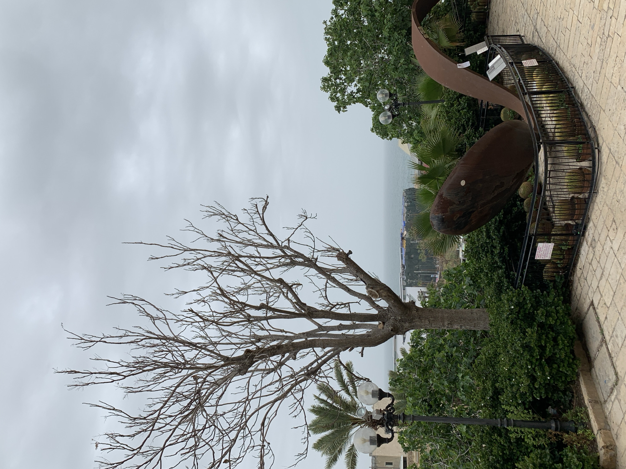 The image depicts a park scene, possibly in Tel-Aviv, Israel, given the Mediterranean coastal view in the background. A prominent, leafless tree dominates the left side of the frame. A metal sculpture, appearing as a curled ribbon with an ovoid mass, stands near a brick-paved walkway lined with a black metal railing. Lush green vegetation and palm trees are seen amidst the structures. A vintage-style lamppost with spherical lamps is visible below the leafless tree. The sky is overcast, suggesting a cloudy day. The background reveals a coastline with buildings and the sea.