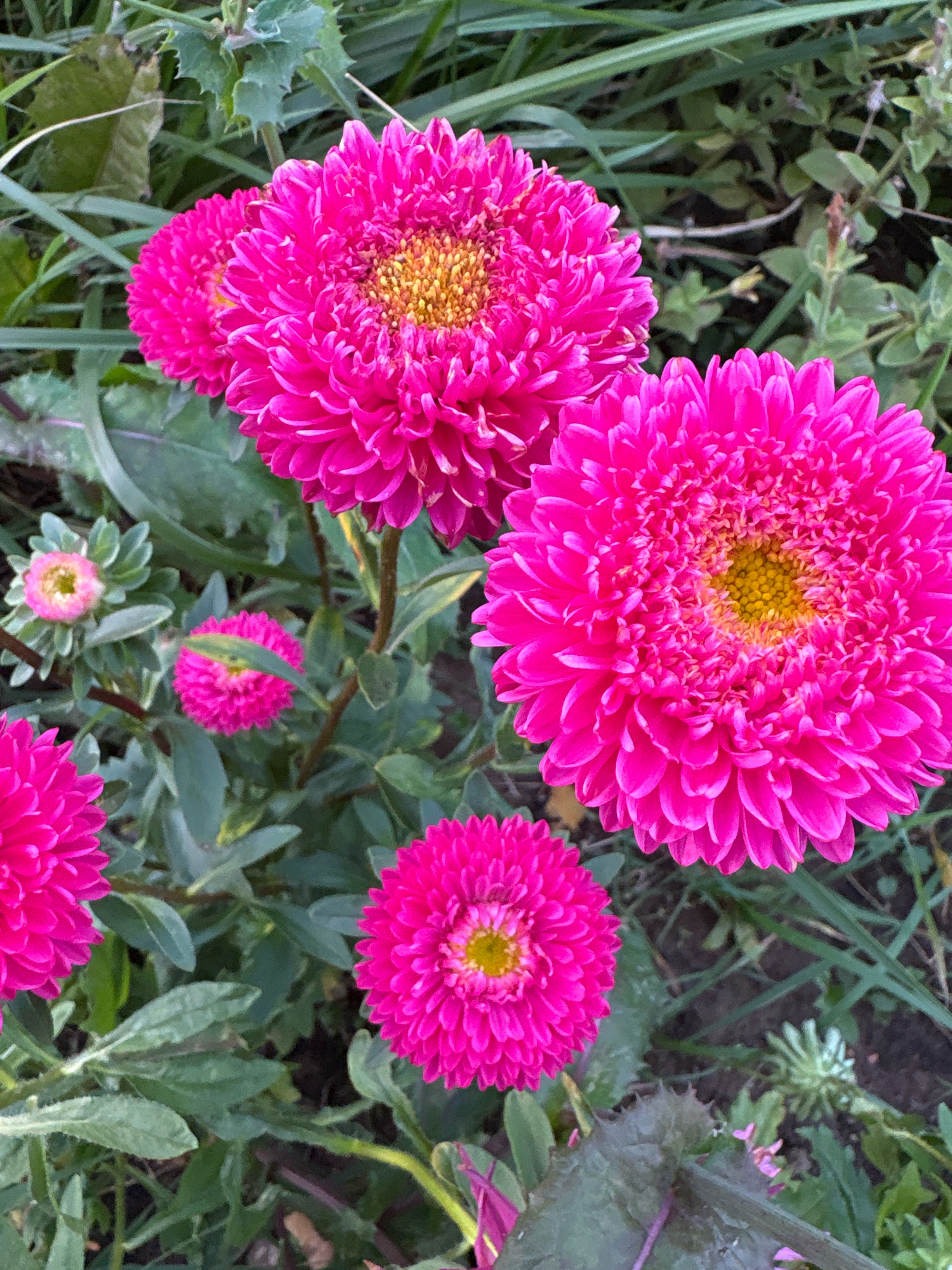 The image depicts a close-up view of several vibrant pink aster flowers with yellow centers. The flowers are in various stages of bloom, with some fully open and others still budding. They are surrounded by lush green foliage and blades of grass. The scene appears to be outdoors in a garden or natural setting. There are no people visible in the image. The lighting suggests it is daytime. The location is specified as Murakino, Russia.
