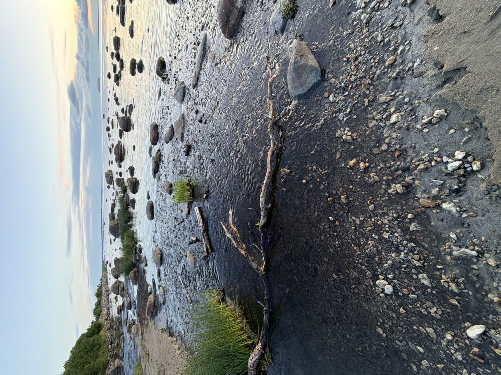 This image depicts a coastal scene at dusk in Haabneeme alevik, Estonia. The foreground is dominated by a rocky shoreline with wet sand, pebbles, and a shallow stream flowing towards the sea. The stream bed is visible through the clear water, revealing a mixture of sand and stones. Several pieces of driftwood lie partially submerged in the stream and on the shore. Green reeds grow in clumps along the edge of the water.
The middle ground features a calm sea filled with numerous large, rounded boulders, some of which are partially submerged. The water's surface is rippled, reflecting the soft light of the setting sun. In the distance, a large white ship is visible on the horizon.
The background consists of the horizon where the sea meets the sky. The sky is painted with soft hues of blue, pink, and orange, indicative of twilight, with scattered clouds. To the far left, a green, tree-covered slope extends down to the rocky coastline. The overall impression is one of a tranquil natural environment at the end of the day. There are no people or visible actions taking place.