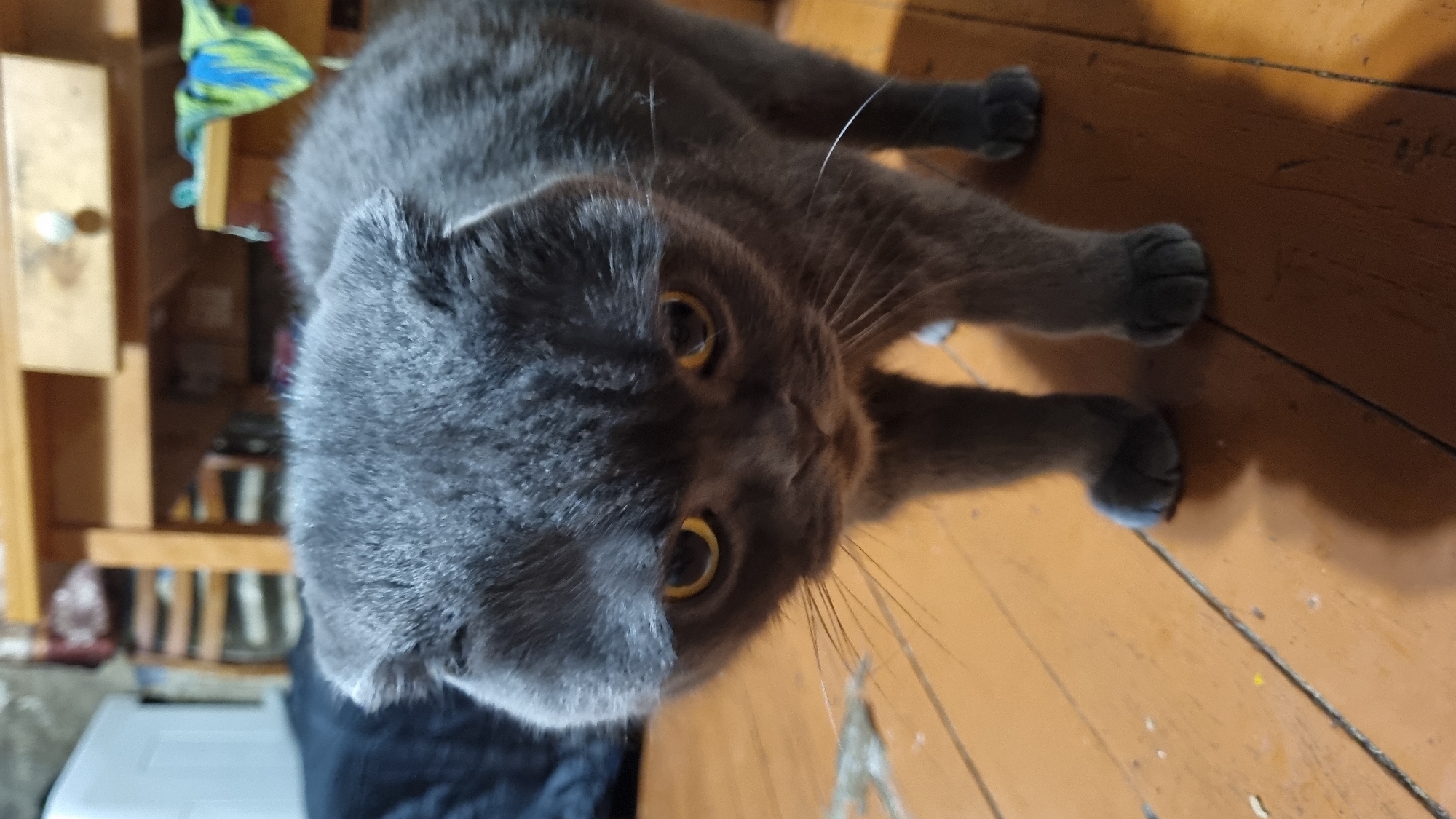A grey Scottish Fold cat is standing on a wooden floor, looking down towards the camera. The cat has folded ears and yellow eyes. The background shows a wooden table and some clutter. The floor is made of wooden planks, some of which are worn and discolored.