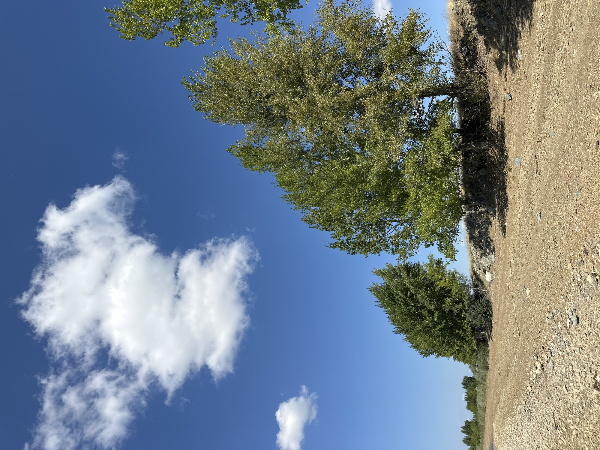 An outdoor, eye-level, medium shot captures a sunny, bright day in Energetik, Russia. The sky is a vibrant, clear blue with a few white, puffy clouds scattered across the upper left quadrant of the image. In the foreground, a rough, sandy, and rocky terrain stretches across the bottom of the frame. A thin line of trees with green foliage lines the horizon in the middle ground, leading towards the background. The trees are dense and lush, with some appearing taller and fuller than others. A few larger trees with lighter green leaves are positioned on the right side of the image, their branches reaching towards the sky. The overall scene depicts a natural landscape on a pleasant day.