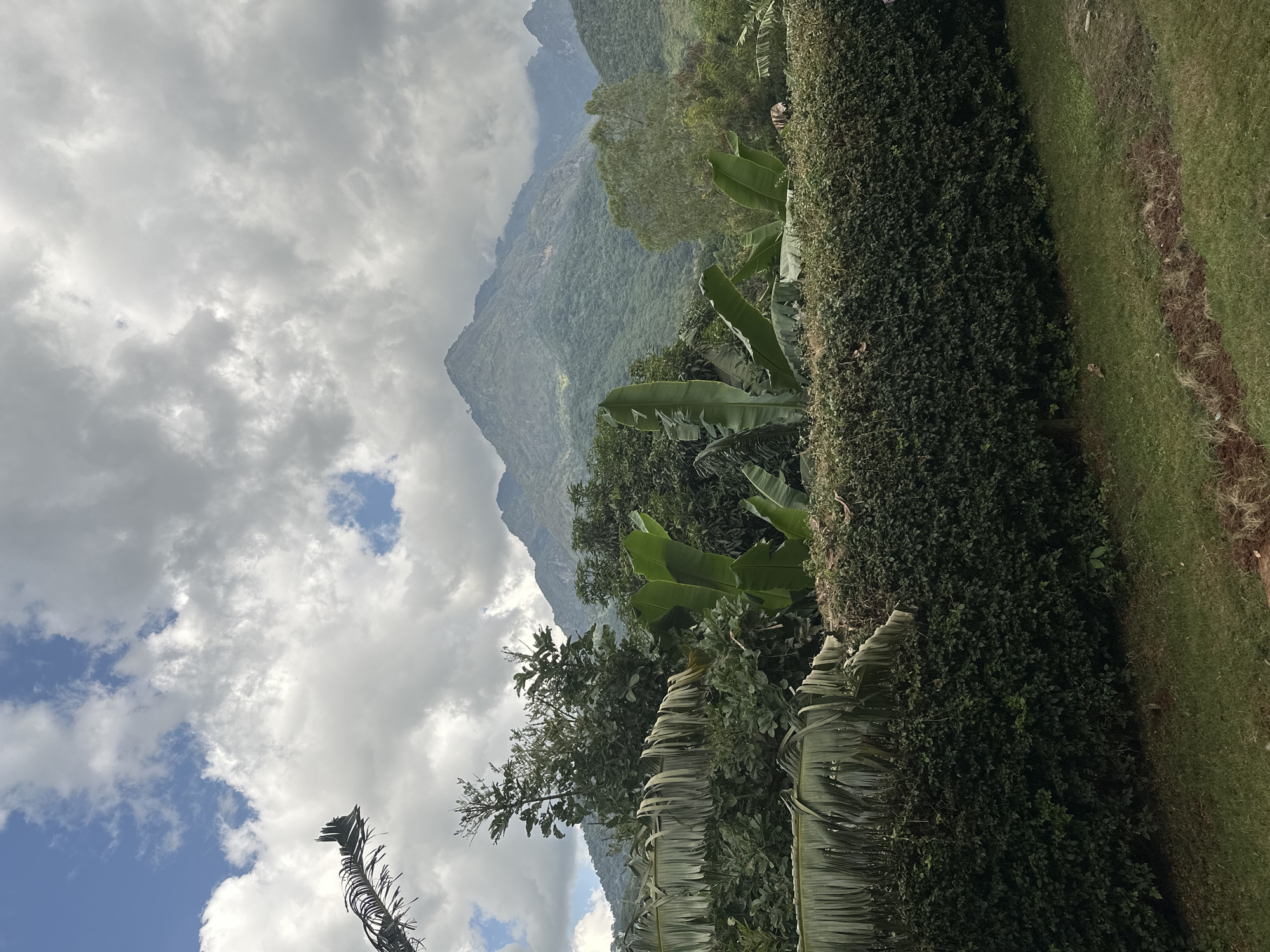 The image shows a lush, verdant landscape with a prominent mountain range in the background. The foreground is dominated by a thick, well-maintained hedge that runs horizontally across the frame, with a strip of green grass below it. Above the hedge, various types of foliage are visible, including large banana leaves and other dense green plants, some of which appear to be trees. In the distance, the mountains are covered in a dense forest, with some rocky outcrops visible on their slopes. The sky is partly cloudy, with dramatic white and gray clouds interspersed with patches of blue sky. The overall impression is one of a natural, tropical environment.