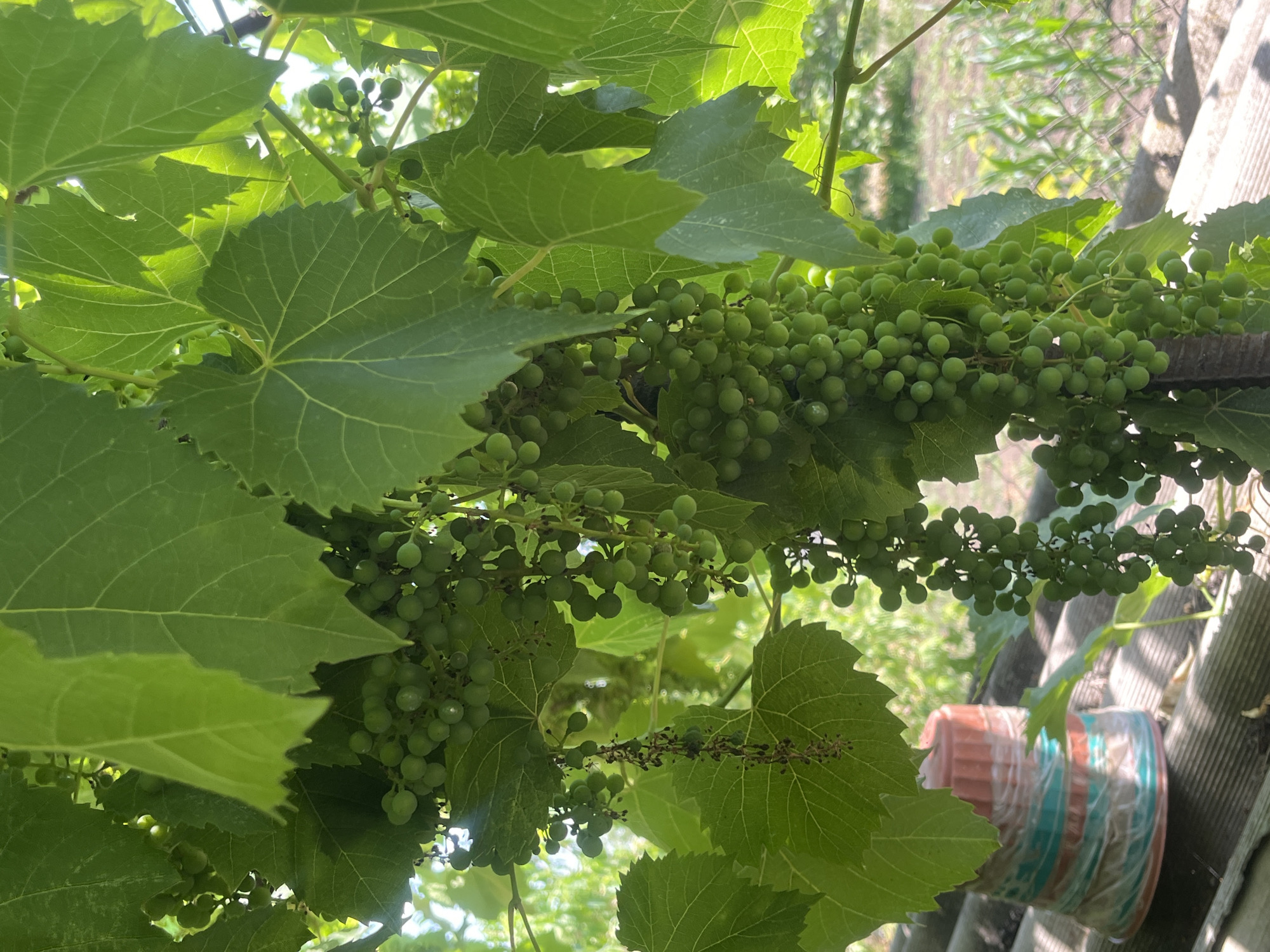 This media file is a close-up shot of a grapevine with numerous clusters of small, green grapes, and large, veined green leaves. The grapes are still developing, appearing round and unripe. The leaves are broad and lobed, characteristic of grapevines, with visible venation.
The scene is outdoors, likely in a garden or vineyard, given the presence of grapevines. In the background, there are hints of other vegetation, possibly trees or bushes, and a glimpse of a chain-link fence. To the right, there is a textured surface that appears to be roofing material, and a partially visible object wrapped in colorful plastic bands, possibly a pot or container.
The lighting suggests it is daytime, with sunlight filtering through the leaves, creating dappled light and shadows. The overall impression is of a natural, sun-drenched environment. There are no people visible in the image.
The activity is simply the natural growth of the grapevines. There are no specific events taking place. The location context provided is Chernove, Ukraine. No text is visible within the image.